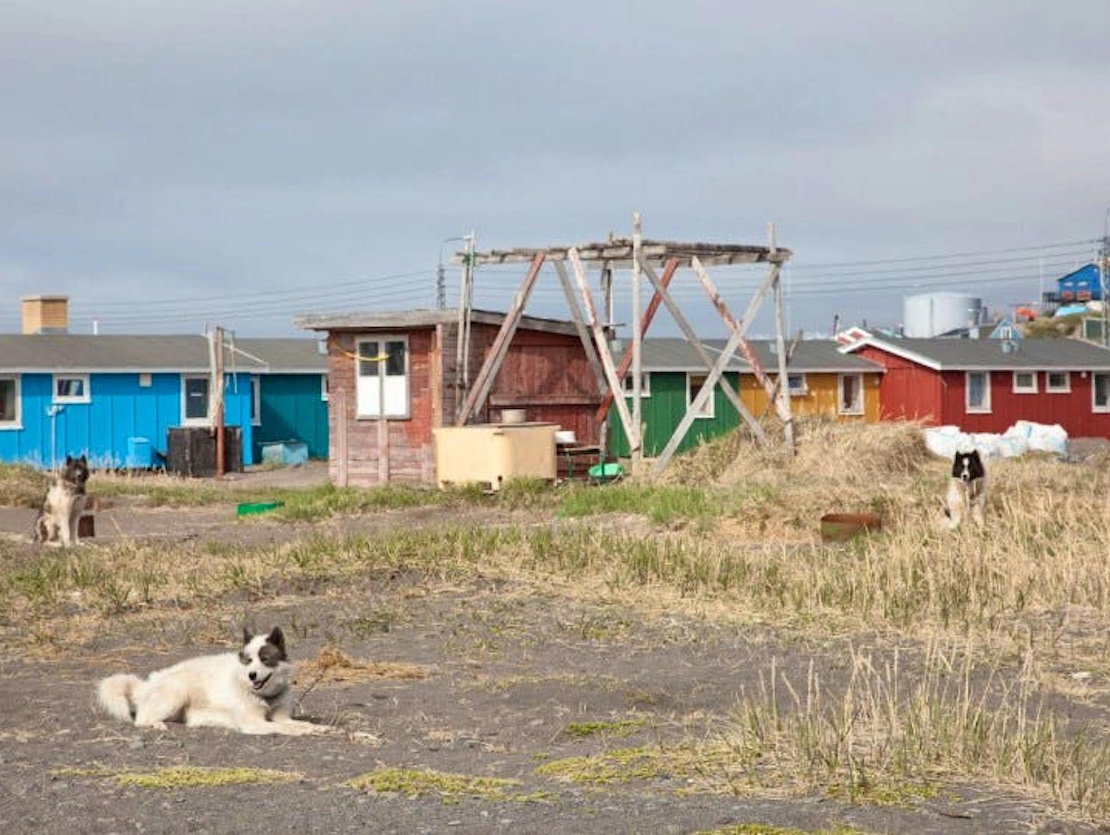 Schlittenhunde ohne Schnee. Auch in Grönland spürt man die Folgen des Klimawandels.