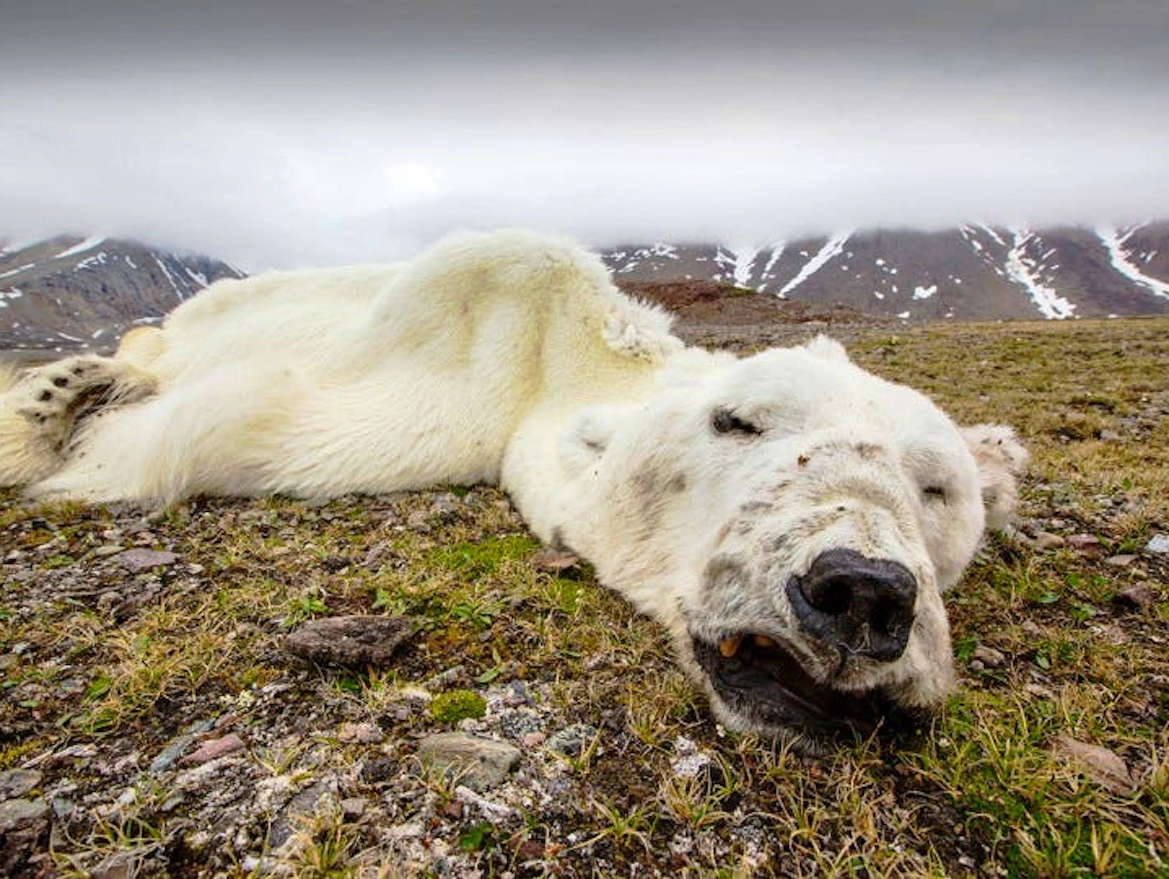 Eine Art verliert ihren Lebensraum: Ein verhungerter Eisbär auf Spitzbergen, Norwegen, 2013.