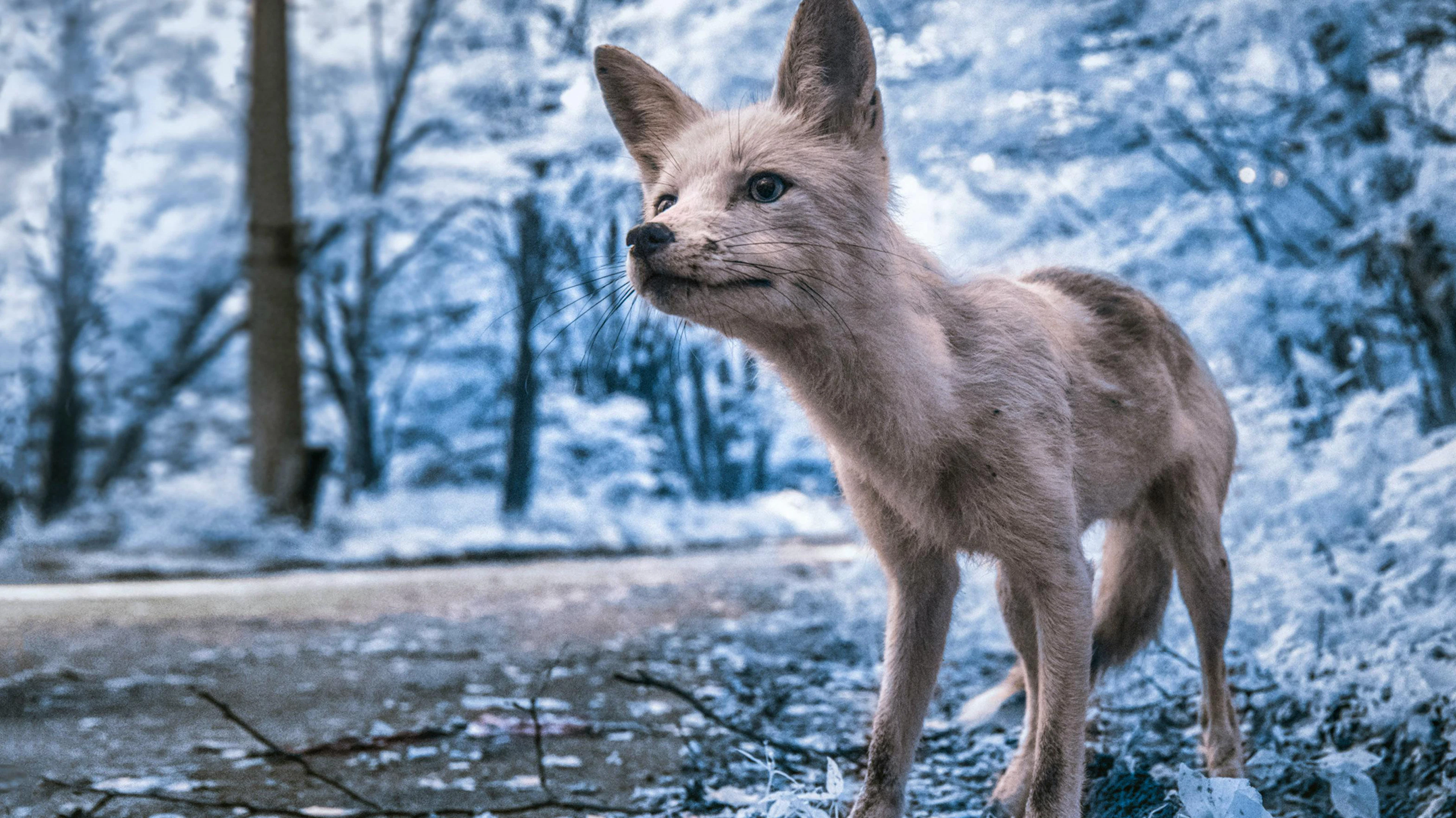 Menschen hat er keine gesehen: Doch Fotograf Vladimir Migutin entdeckte in der Todeszone immer wieder Tiere, wie diesen zutraulichen Fuchs, der von Touristen den Namen Simon verpasst bekam.