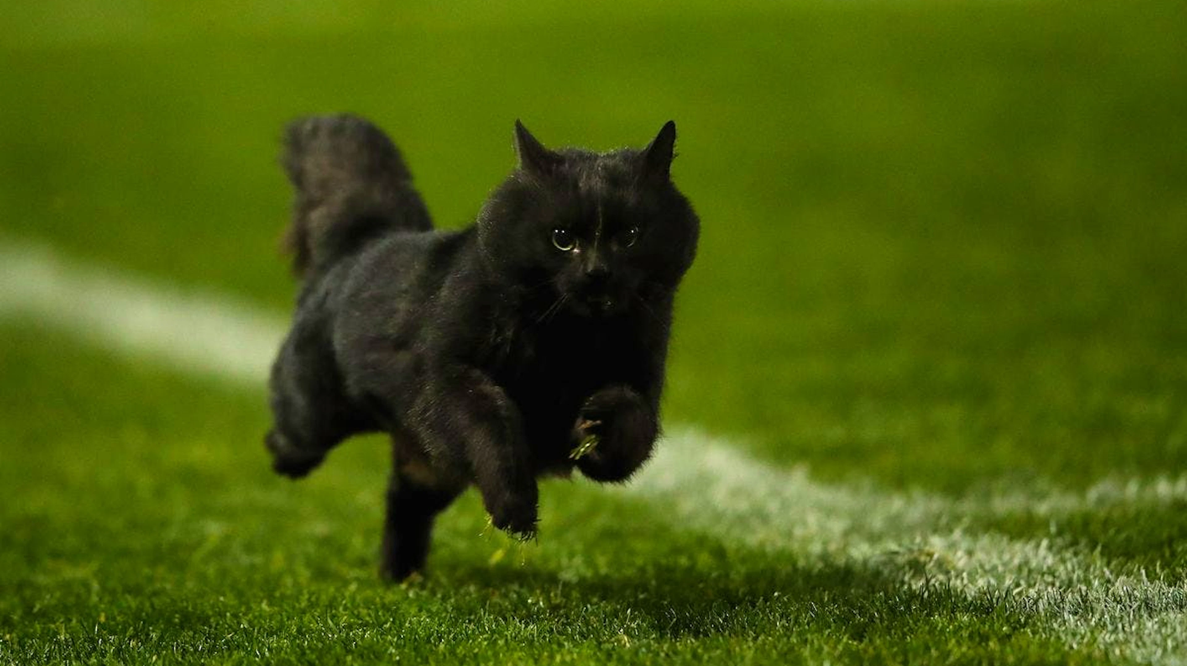 Glaubst du auch, dass eine schwarze Katze Unglück bringt? Oder dass man dreimal auf Holz klopfen muss, um Unheil abzuwenden? Ein bisschen Aberglauben steckt sicher in jedem von uns – nicht nur an einem Freitag, dem 13. Im Vergleich mit vielen Stars sind diese Spleens absolut harmlos. Hier siehst du, welche Promis an die Kraft ungewöhnlicher Rituale glauben ...