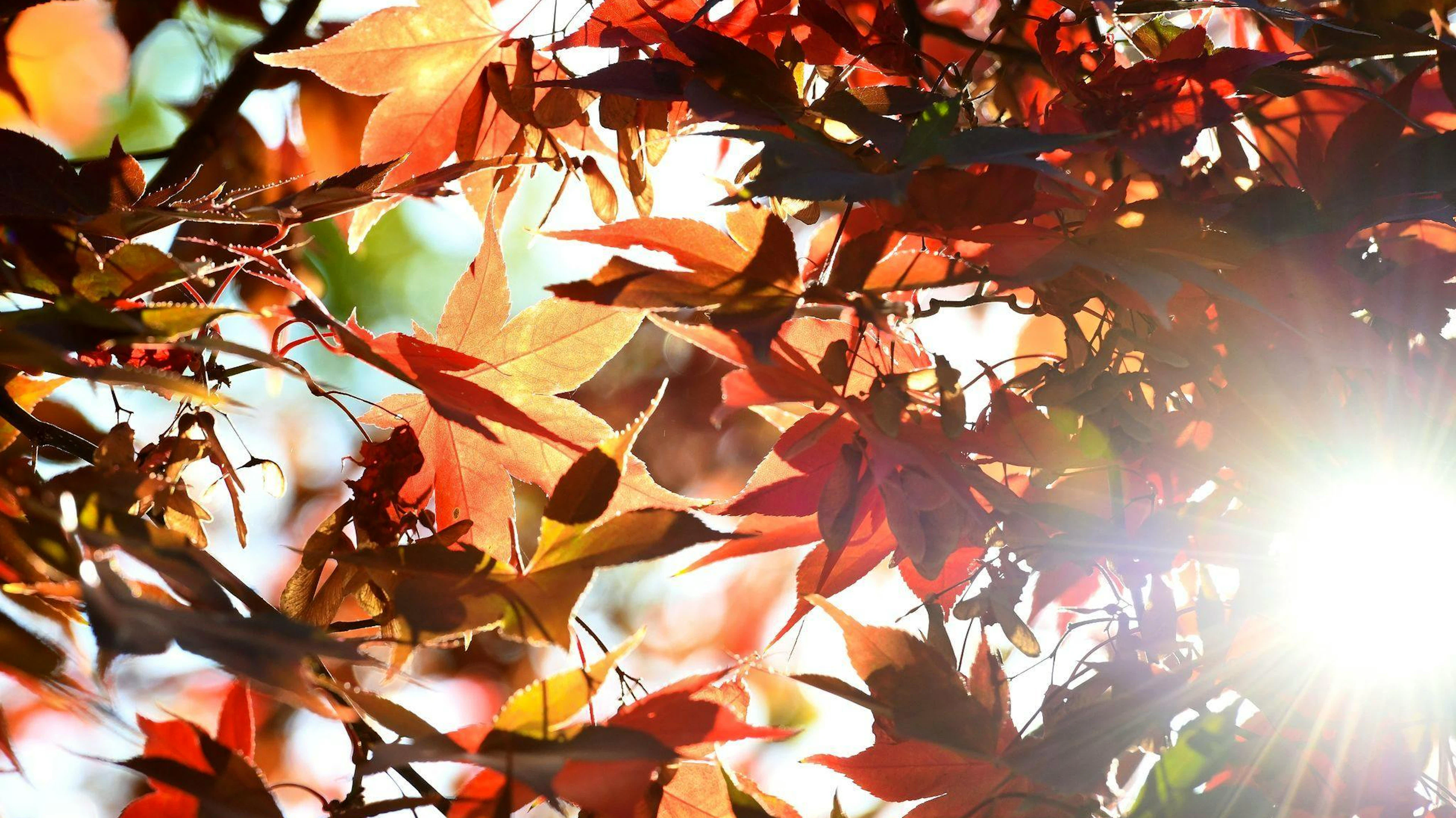 Pünktlich zum Herbststart meldet sich der Sommer zurück