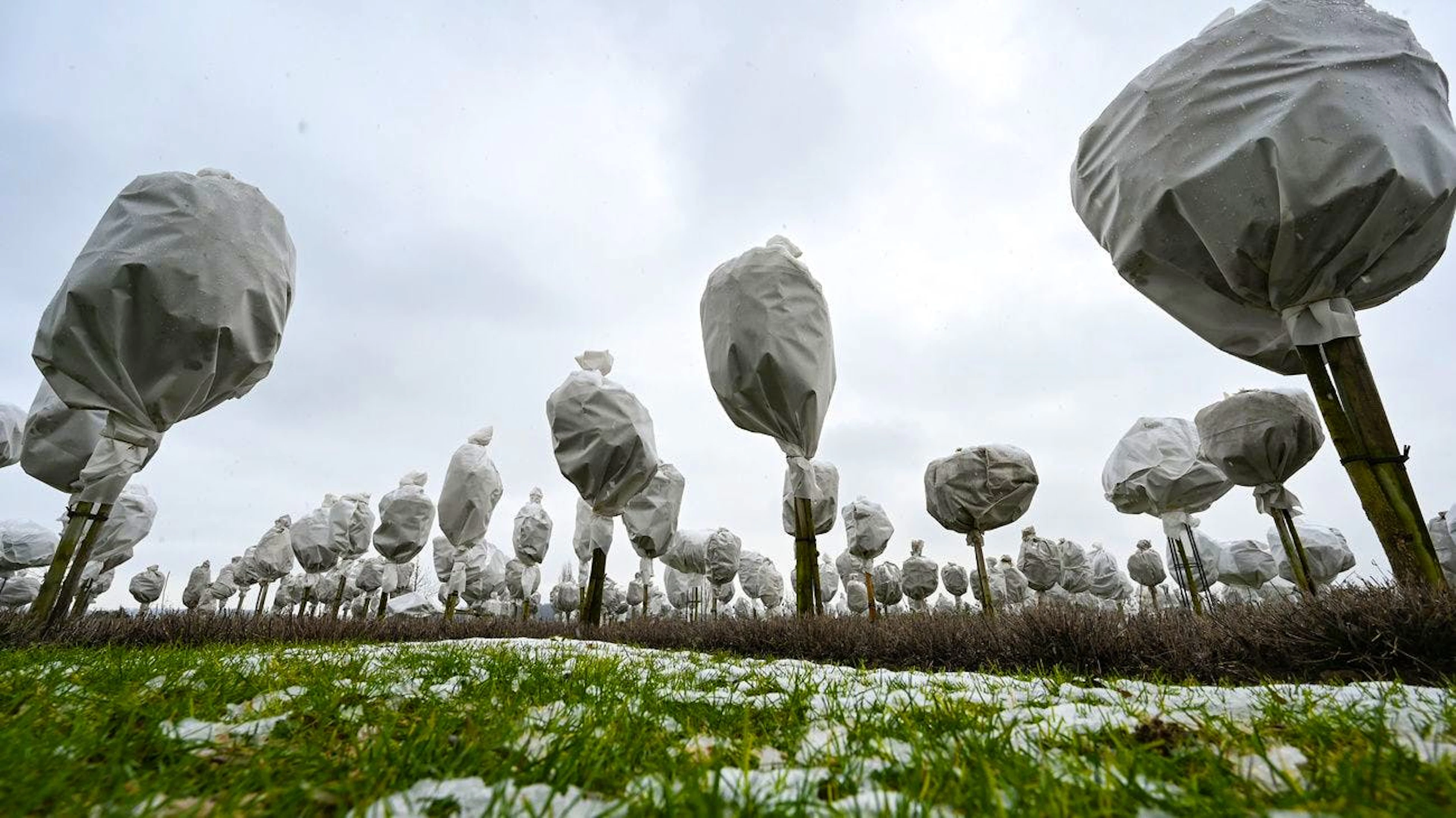 Winterfest: Stammrosen sind im Rosenpark Dräger in Steinfurth, Deutschland,  mit Folie kältesicher verpackt. (25.1.2021)