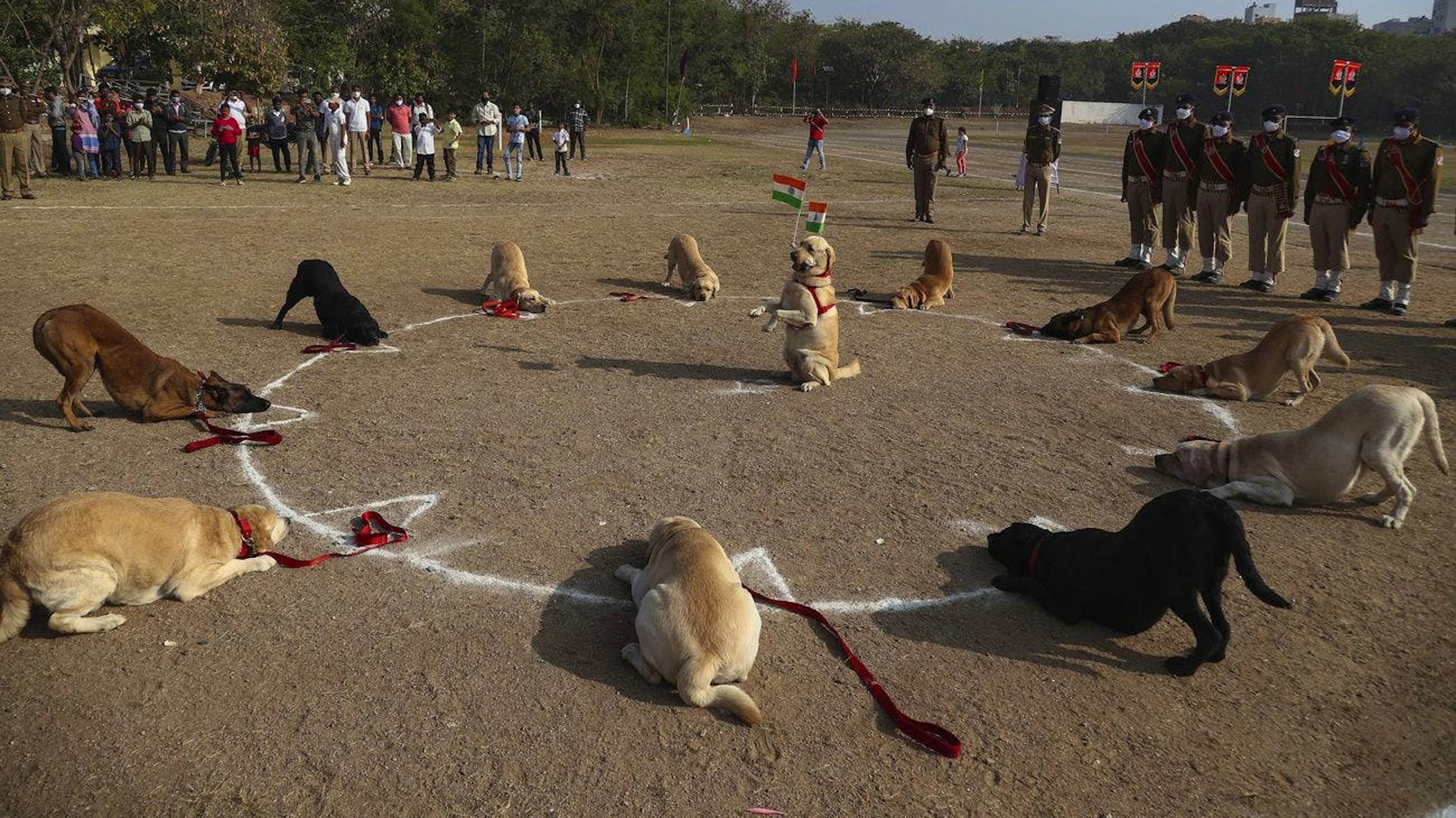 Auf den Hund gekommen: Vierbeiner der Indian Railway Protection Force zeigen anlässlich des indischen Nationalfeiertags ihre Kunststückchen.