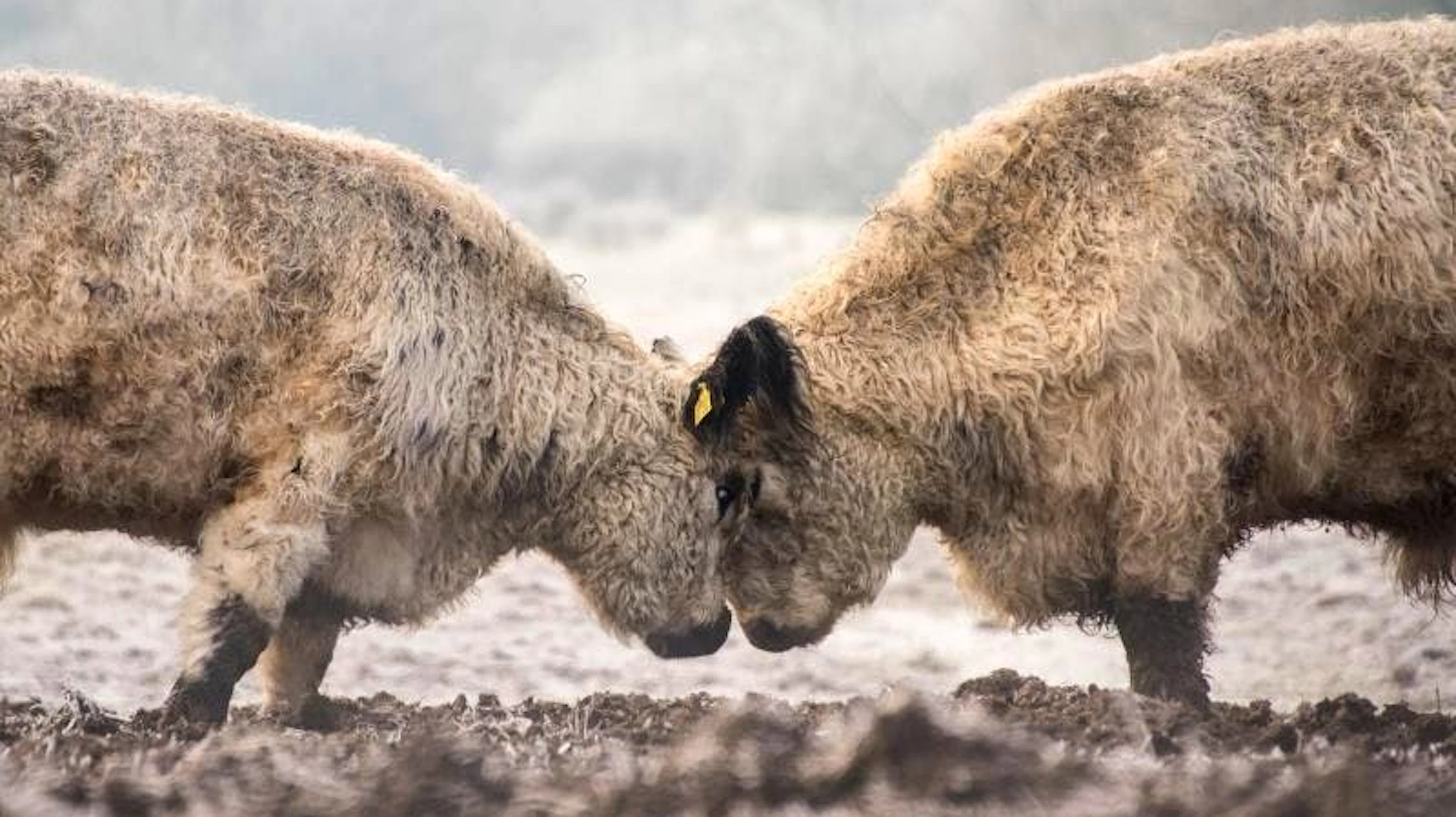 Dickschädeltest: Stirn an Stirn messen zwei Rinder im deutschen Naturschutzgebiet Boberger Niederung ihre Kräfte. (25.1.2021)