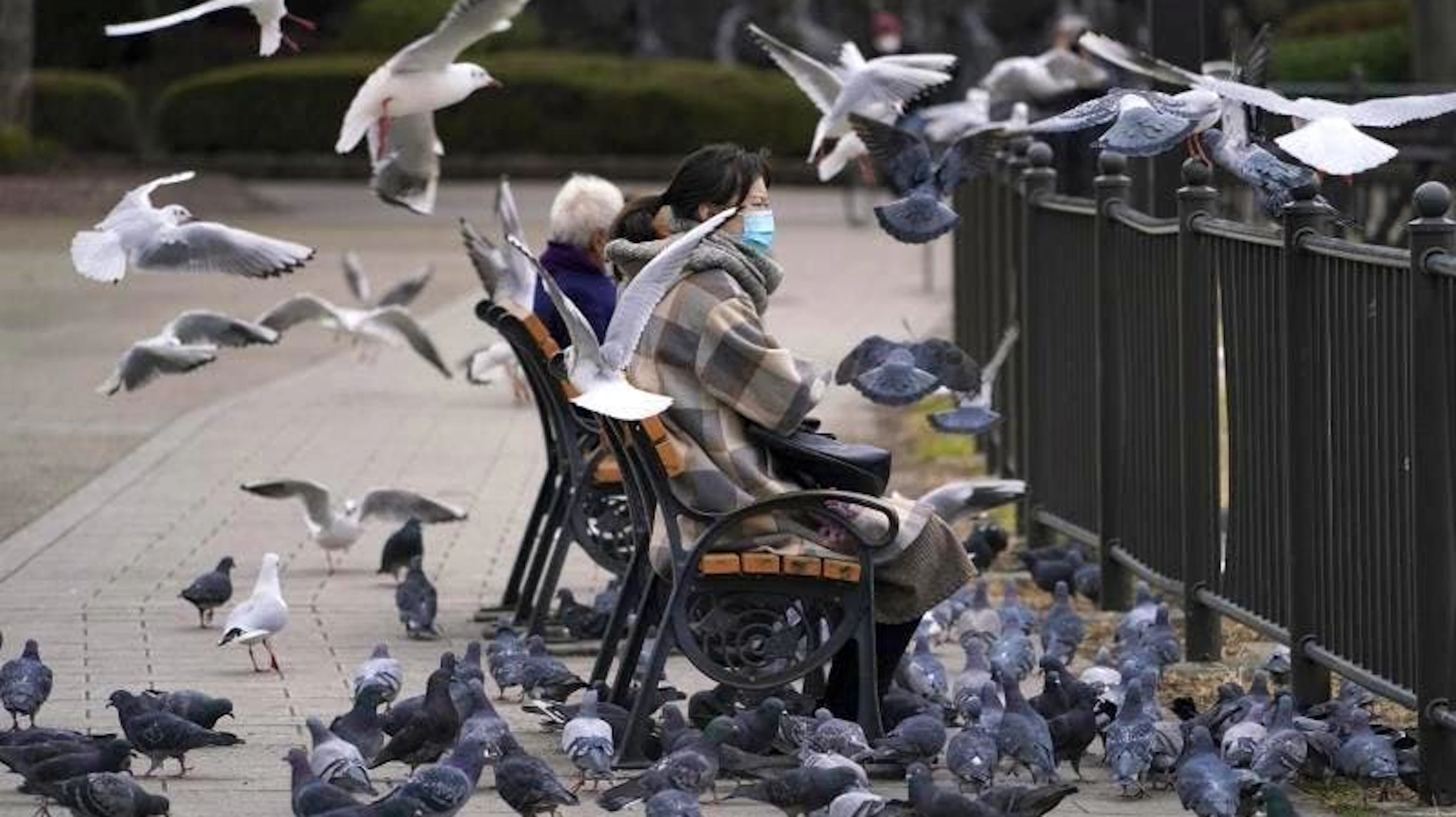 Von Ruhe auf einer Parkbank kann hier nicht die Rede sein: Möwen und Tauben schwirren und fliegen um eine Frau in Tokio umher. (26.1.2021)