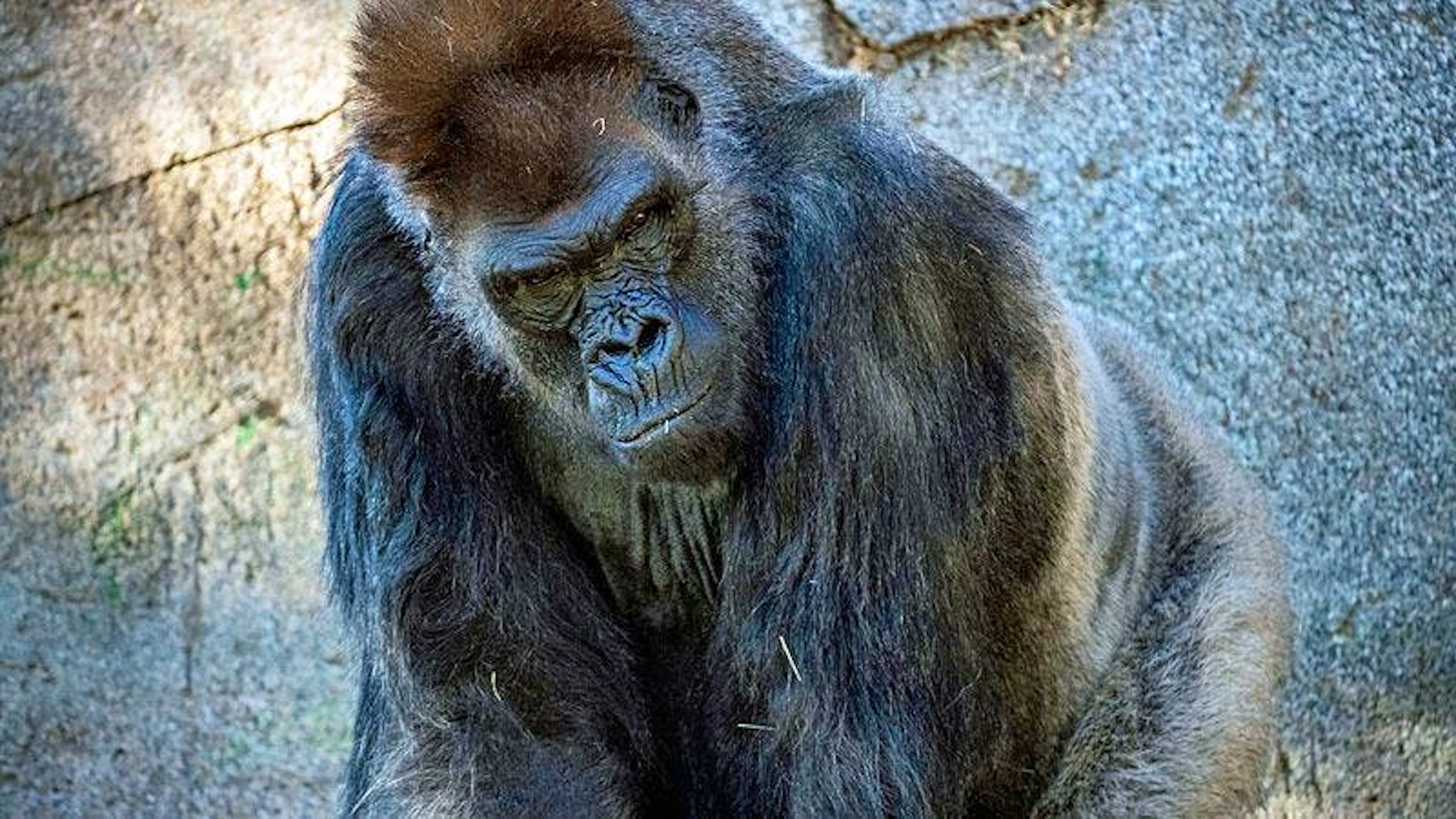 Winston hat das Coronavirus besiegt: Der Gorilla erholt sich im Zoo von San Diego nach einer umfangreichen medikamentösen Behandlung von einem schweren Verlauf seiner Corona-Infektion. Bei dem 48-jährigen Silberrücken Winston waren im Zuge der Infektion eine Lungenentzündung und Herzprobleme&nbsp; aufgetreten. Er wurde daraufhin mit einer Antikörper-Therapie, Herzmedikamenten und Antibiotika behandelt. (26.1.2021)