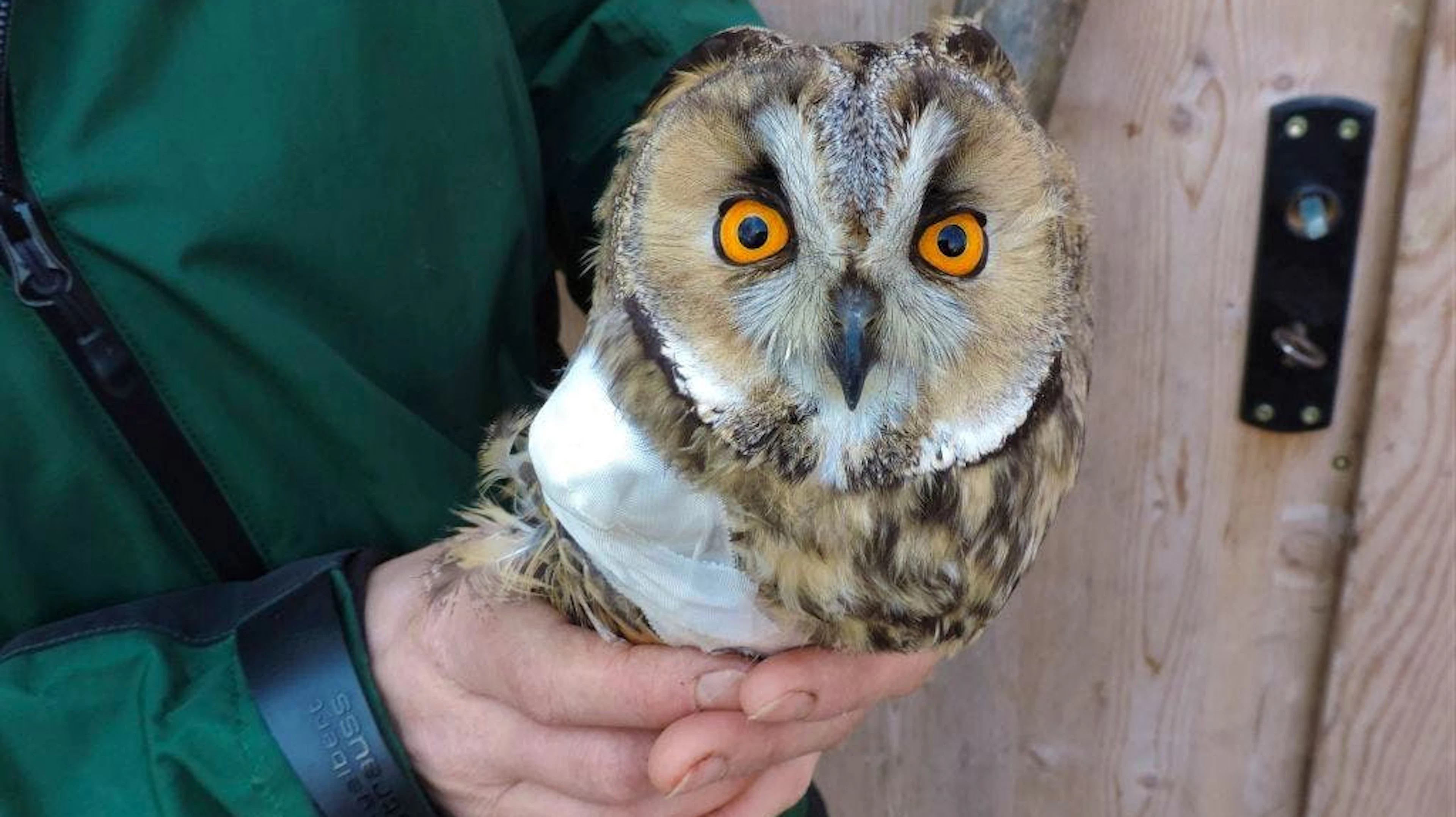 Da kann man auch grosse Augen machen: Auf einer österreichischen Landstrasse ist eine Waldohreule mit einem Auto zusammengestossen. Der Vogel überstand den Crash mit dem Bruch eines Flügels und wird derzeit auf einer Greifvogelstation aufgepäppelt. (28.1.2021)