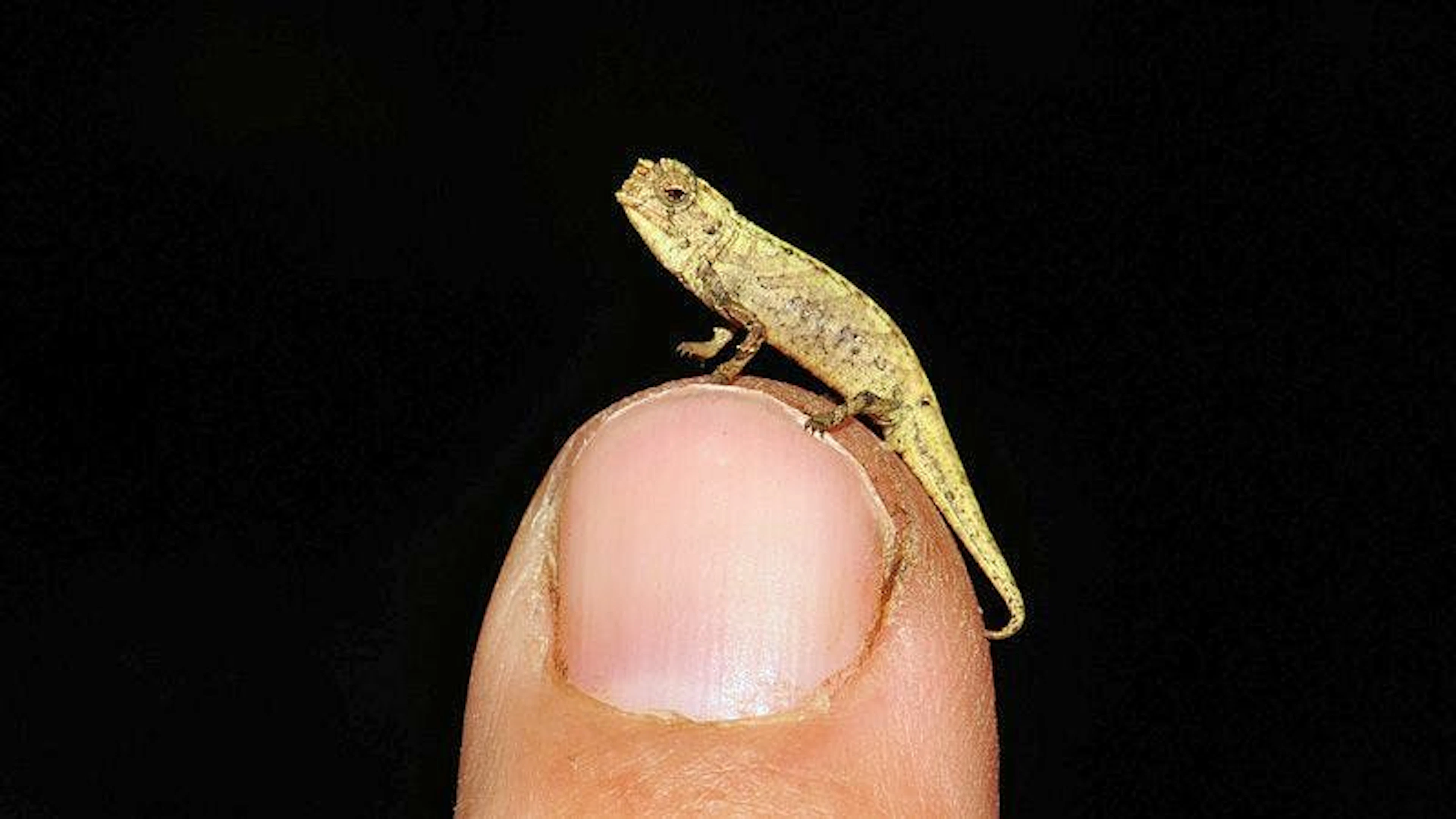 Ein internationales Forscherteam hat auf Madagaskar eine neue Chamäleonart entdeckt, bei der das Männchen lediglich 13,5 Millimeter lang ist. Obwohl das männliche Tier das kleinste unter rund 11‘050 Reptilienarten ist, verfügt es in Relation zur Körpergrösse über die die grössten Genitalien. Der Grund: Eine erfolgreiche Paarung mit den bedeutend grösseren Weibchen wäre sonst nicht möglich. (28.1.2021)