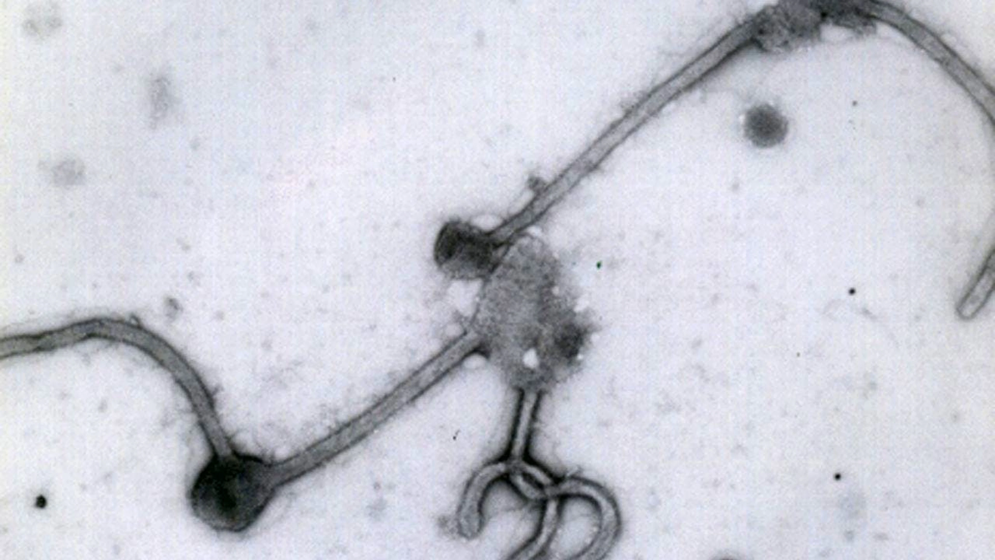Le virus Ebola se transmet à l'homme par des animaux infectés (archives).