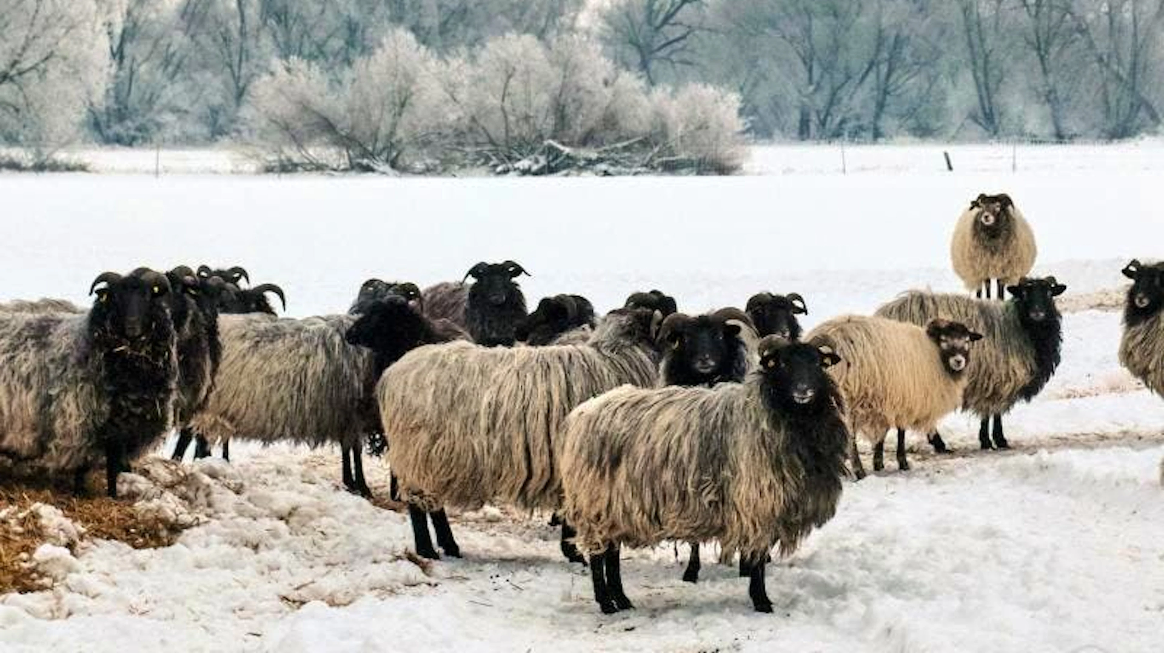 Halb Euroopa friert. Diese Heidschnucken in Braunschweig jedoch lassen sich von den frostigen Temperaturen nicht beeindrucken. (13.02.2021)
