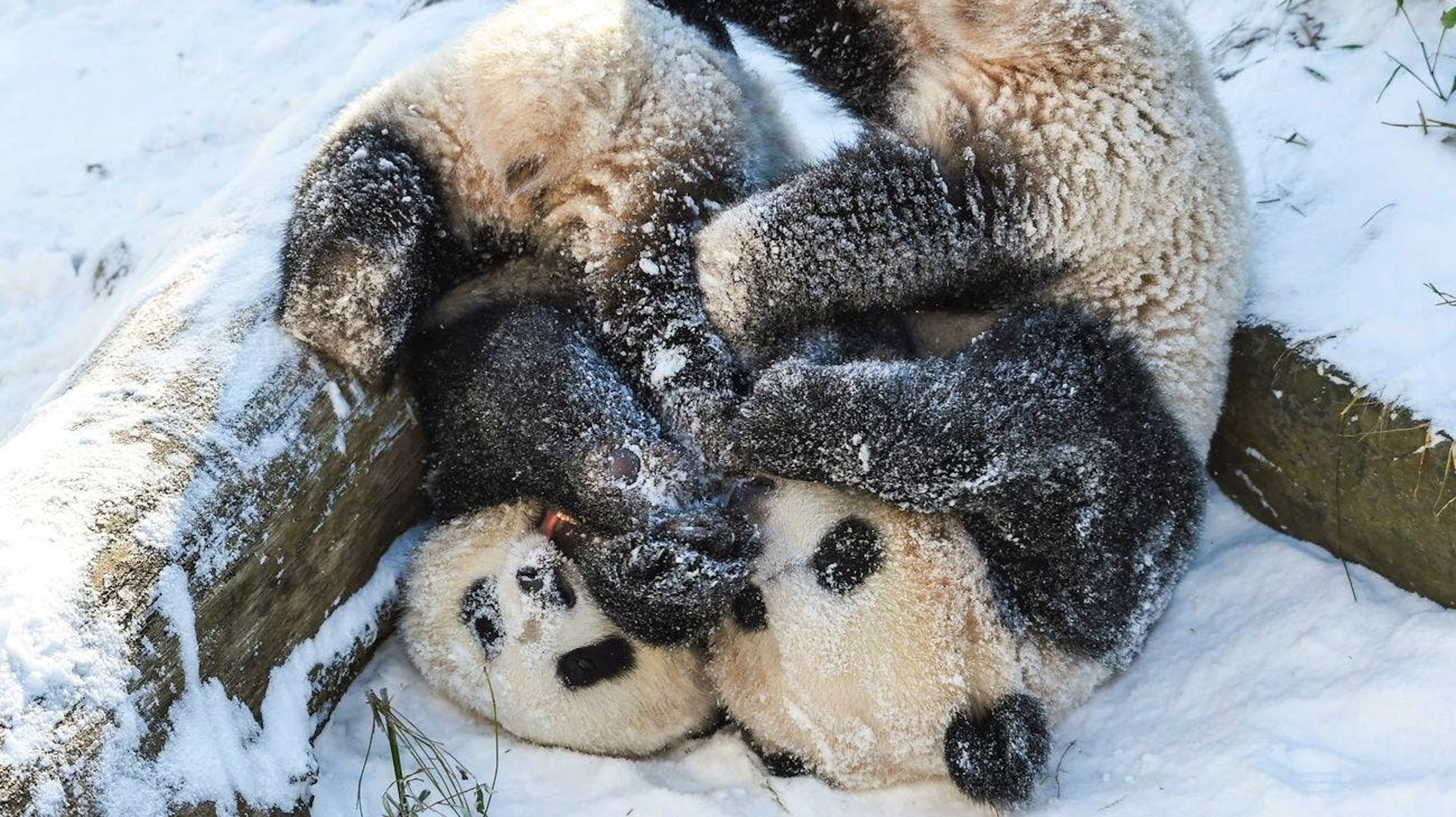 Die Pandabären-Geschwister Paule (r) und Pit (l) spielen in ihrem Gehege im Zoo Berlin im Schnee. (13.02.2021)