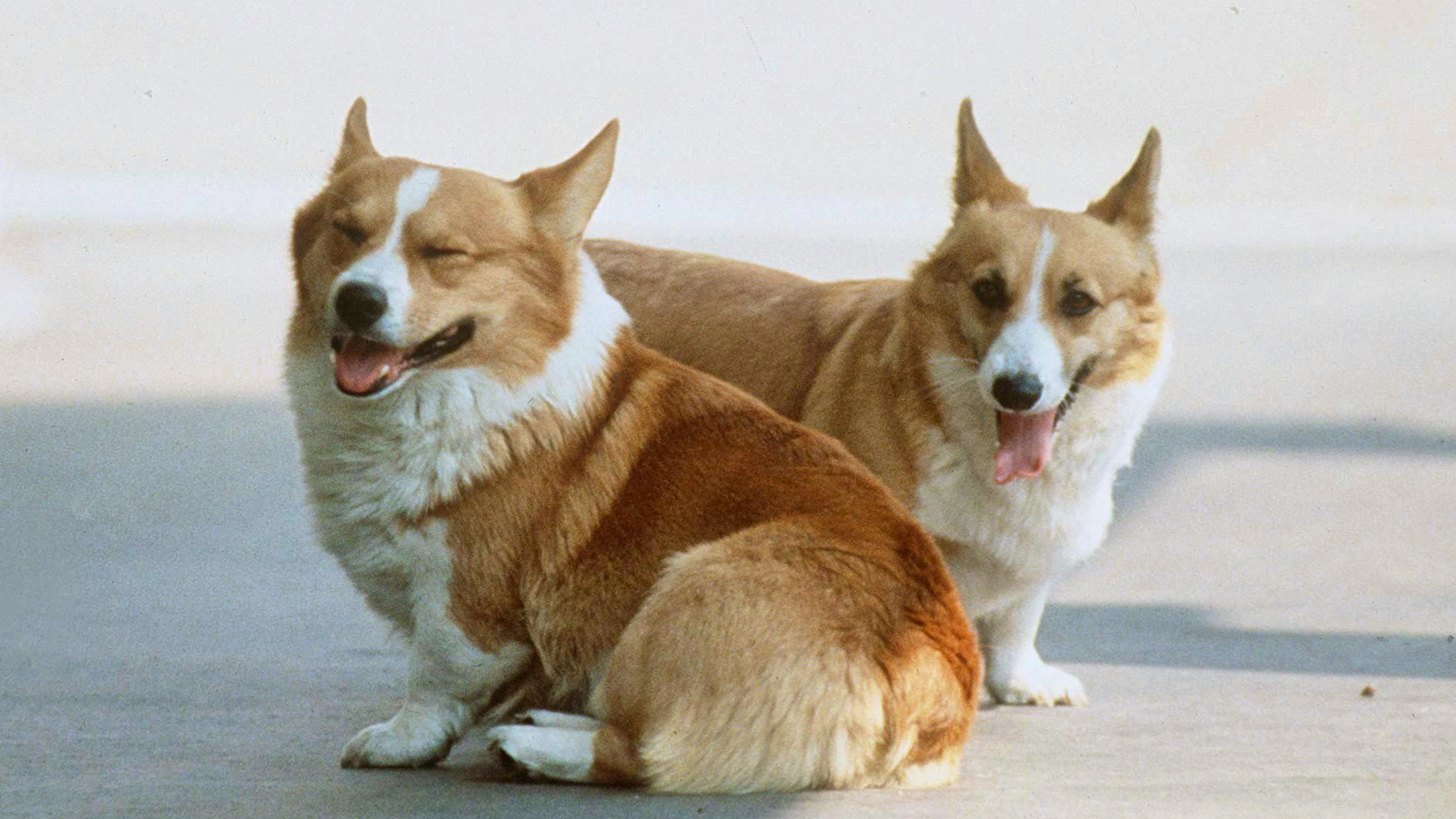 Welsh Corgis sind Wachhunde und werden als wachsam, aktiv, intelligent, ausgeglichen und selbstbewusst charakterisiert. Sie werden bis zu 13 Jahre alt. Diese zwei Fellnasen wurden im Clarence House 2004 aufgenommen, 50 Jahre das Zuhause von Queen Elizabeth II.
