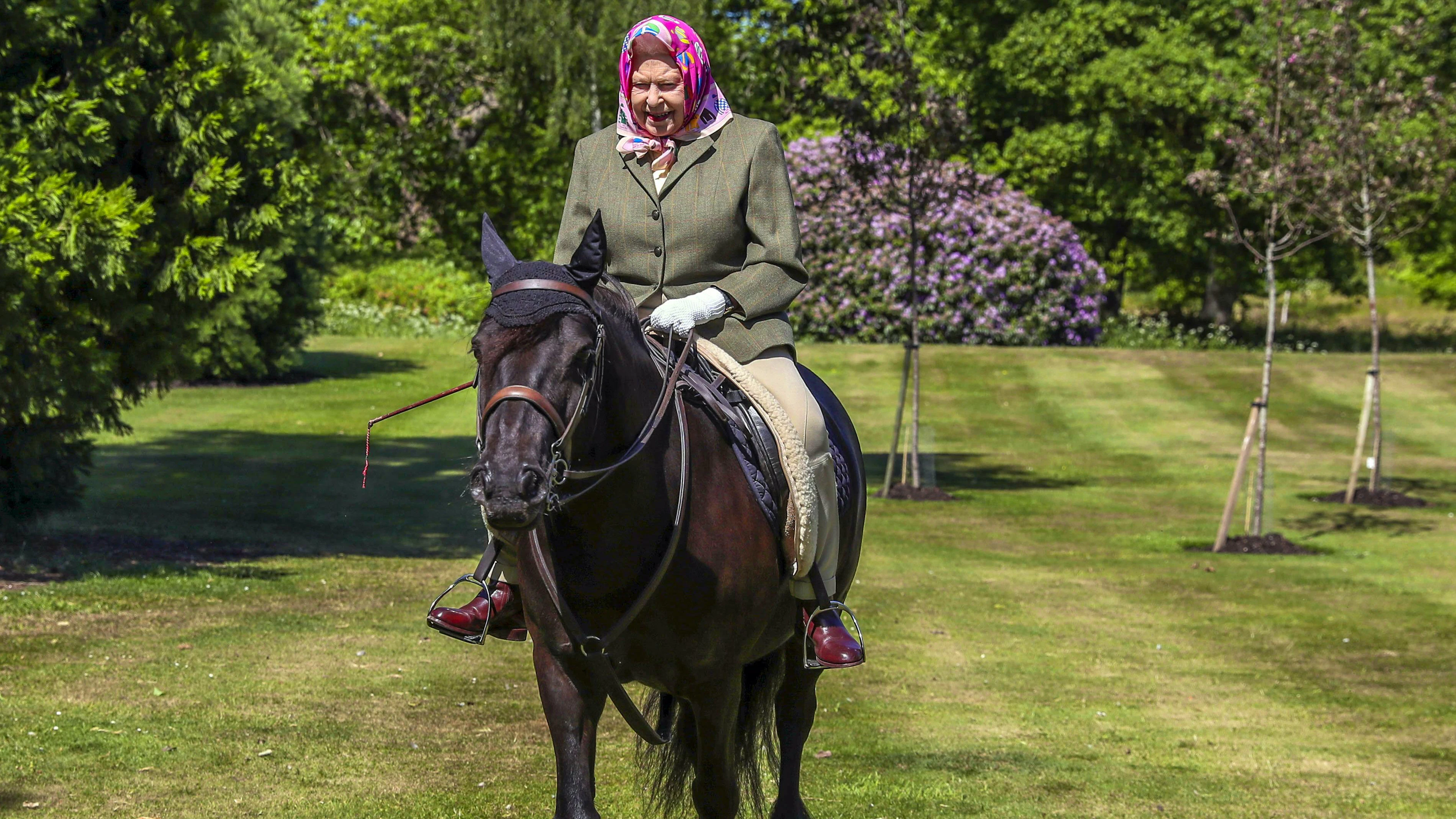 Zu ihren Lieblingen gehört das&nbsp;14-jährige Fell-Pony Balmoral Fern. Die Queen mag auch Rennpferd&nbsp;Aureole, das sie noch von ihrem Vater George VI. erbte und Sanction, ein weiteres Reitpferd, zu dem sie eine beinahe telepathische Verbindung gehabt haben soll. Ihr Interesse gilt auch der Zucht von Renntieren und dem Reitsport im Generellen.