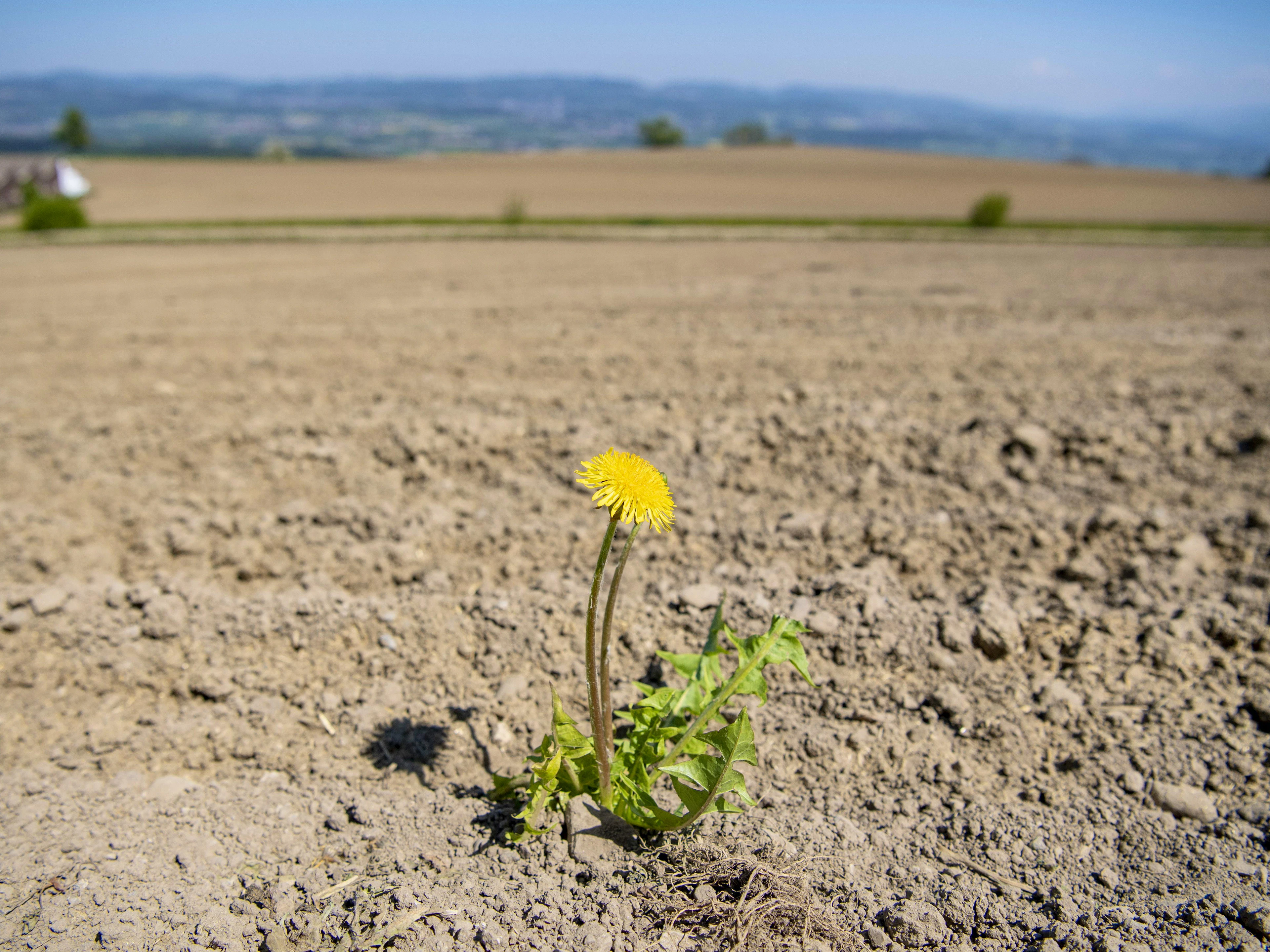 Ein ausgetrocknetes Feld im Dorf Geltwil im Kanton Aargau. Länger anhaltende Trockenperioden sind für die Landwirtschaft in der Schweiz schon jetzt ein Problem.