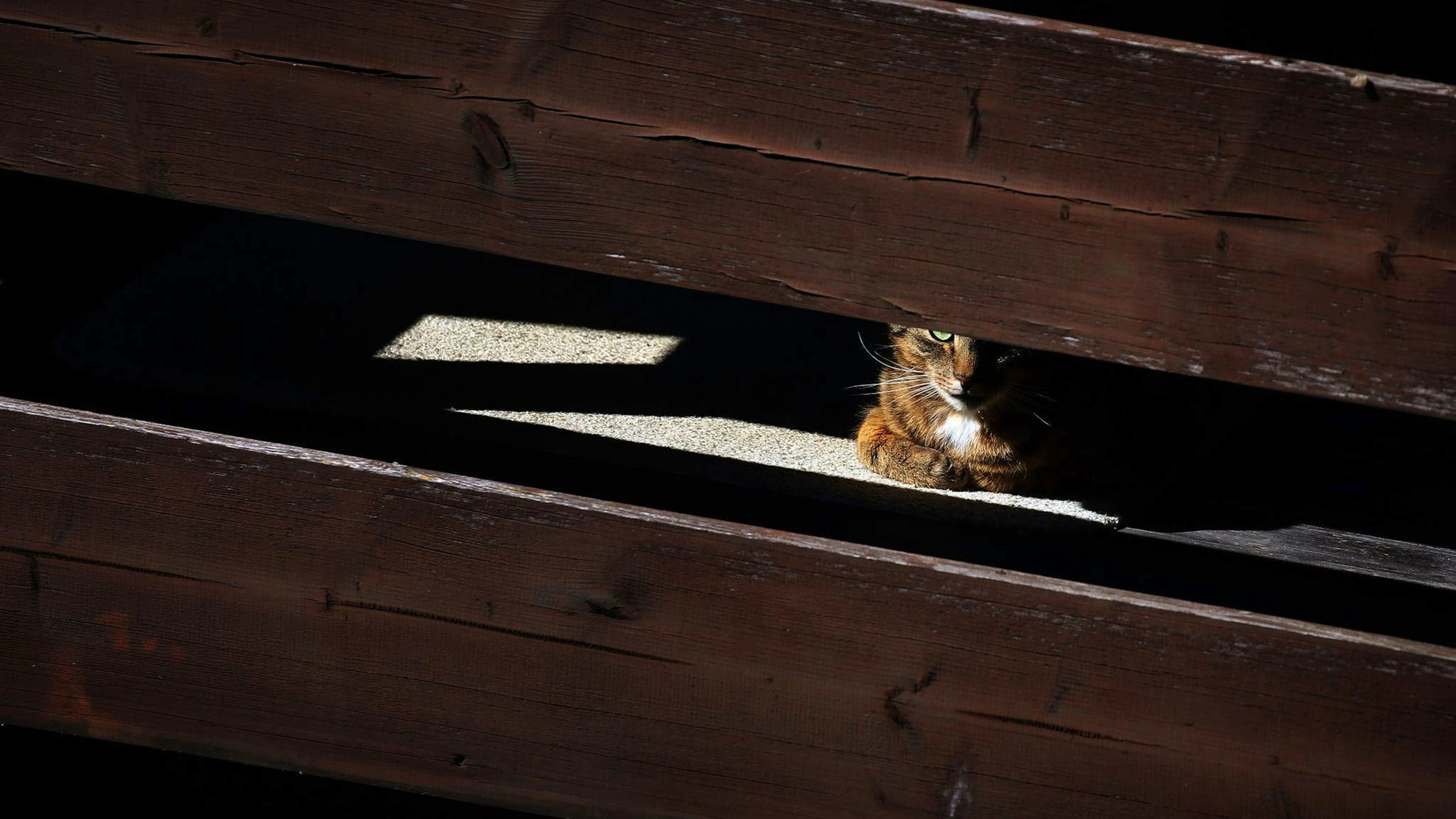 Katzen suchen sich bei grosser Hitze gern ein schattiges Plätzchen.