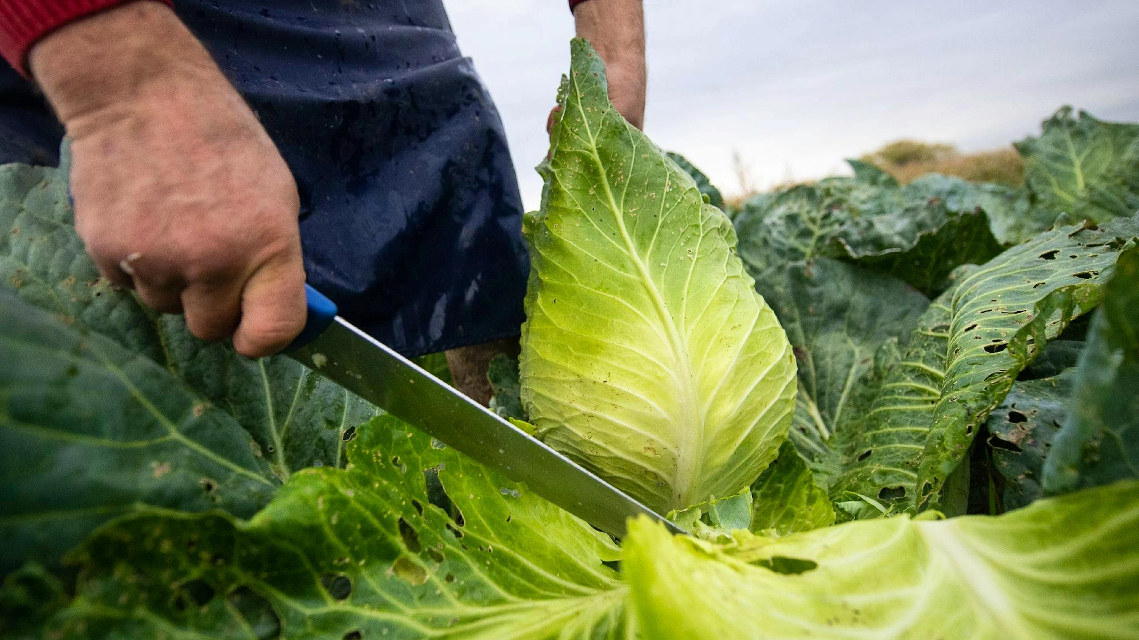 Warum Ballaststoffe das neue Protein sind – und Kohl bald in aller Munde sein wird