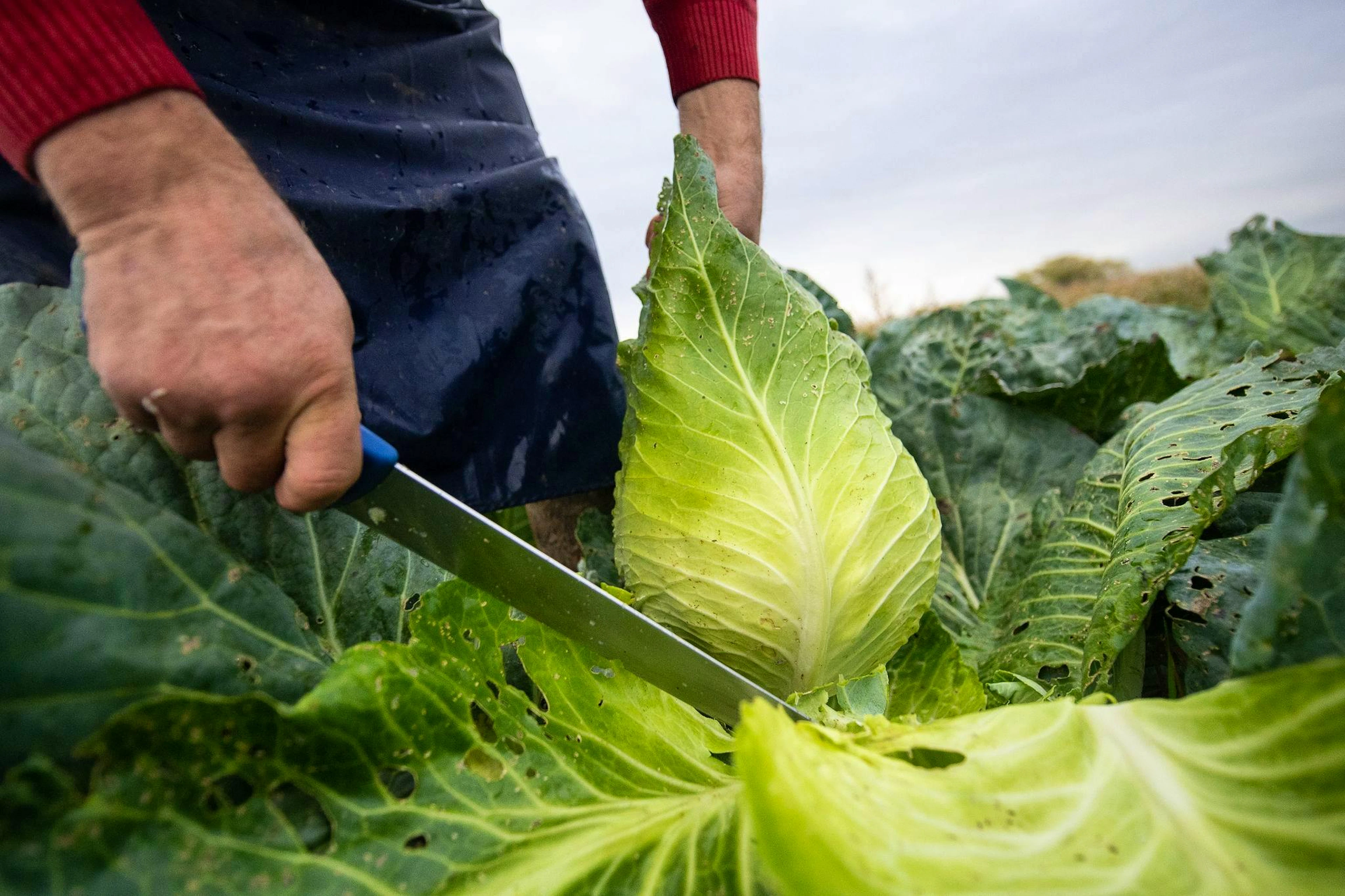Warum Ballaststoffe das neue Protein sind – und Kohl bald in aller Munde sein wird