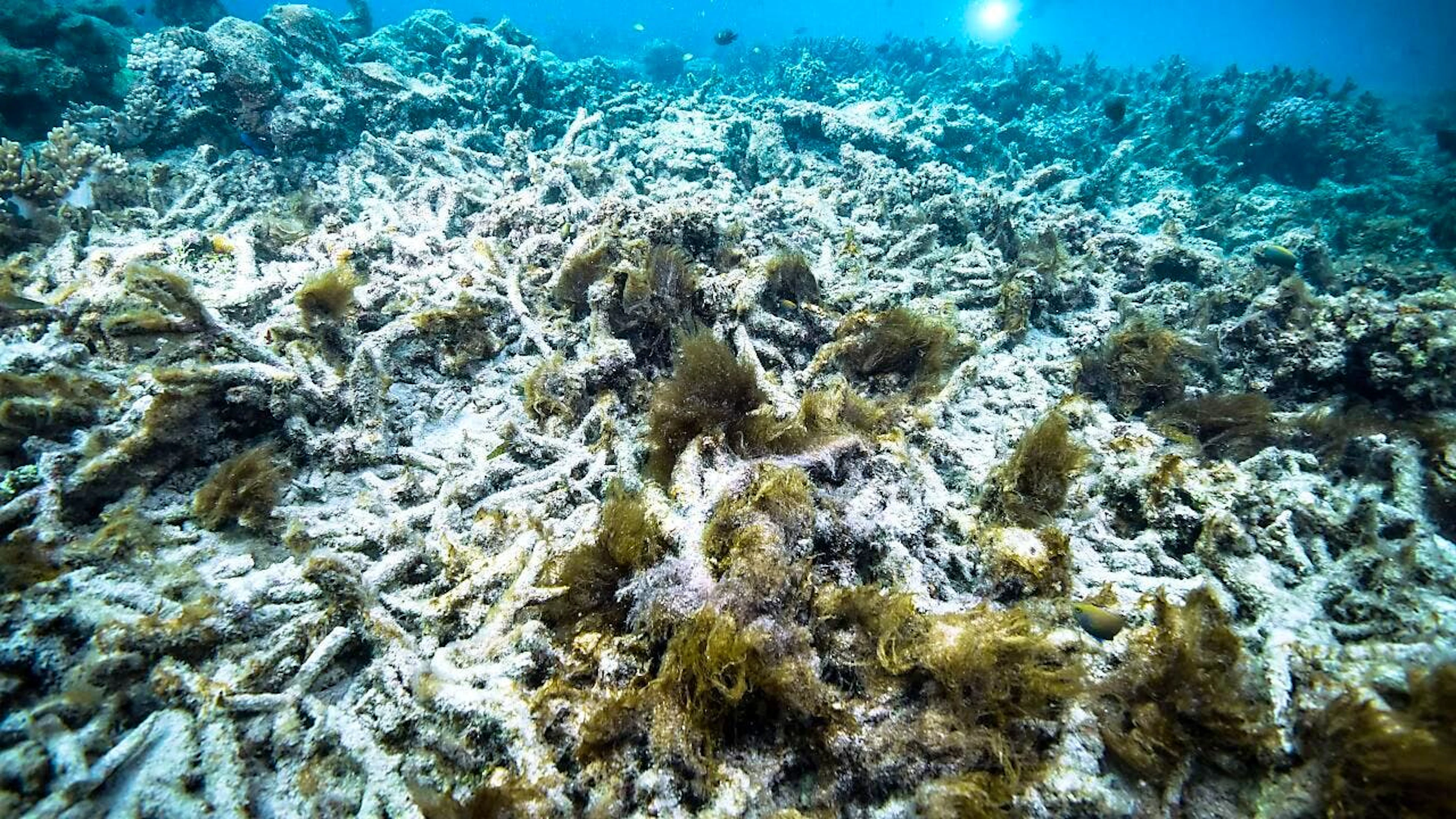 Diese Unterwasser-Hitzewelle hat schädliche Auswirkungen auf die Fauna und Flora, erklärt der Klimaforscher Thomas Frölicher von der Uni Bern. Korallen bleichen aus ...