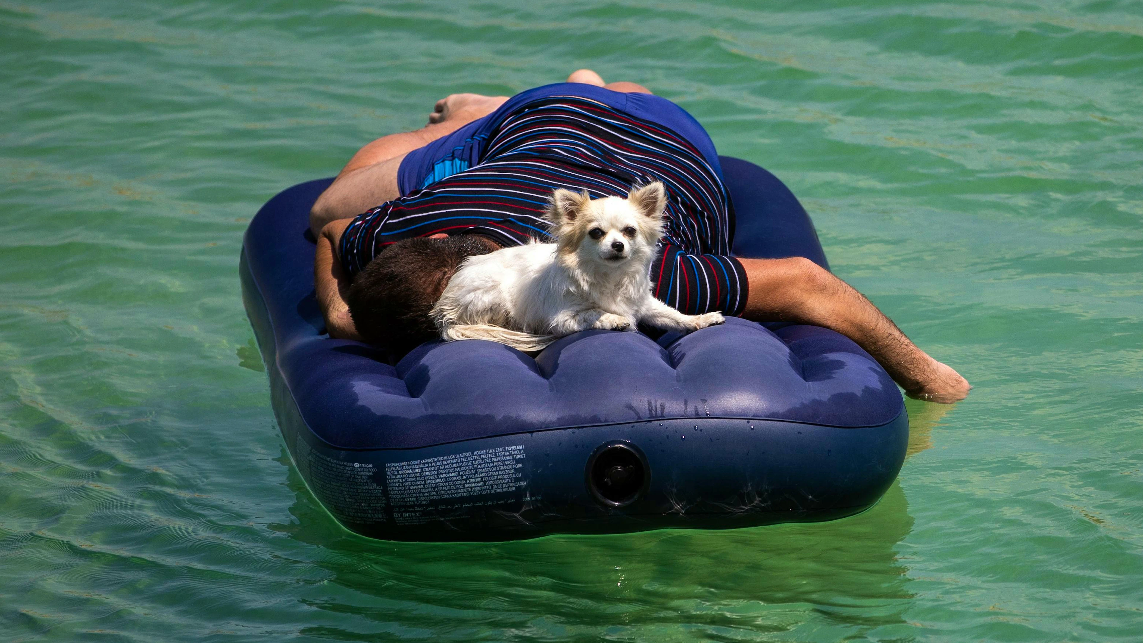Nicht nur Menschen verweilen bei grosser Hitze am liebsten am, im oder auf dem Wasser. (Symbolbild)