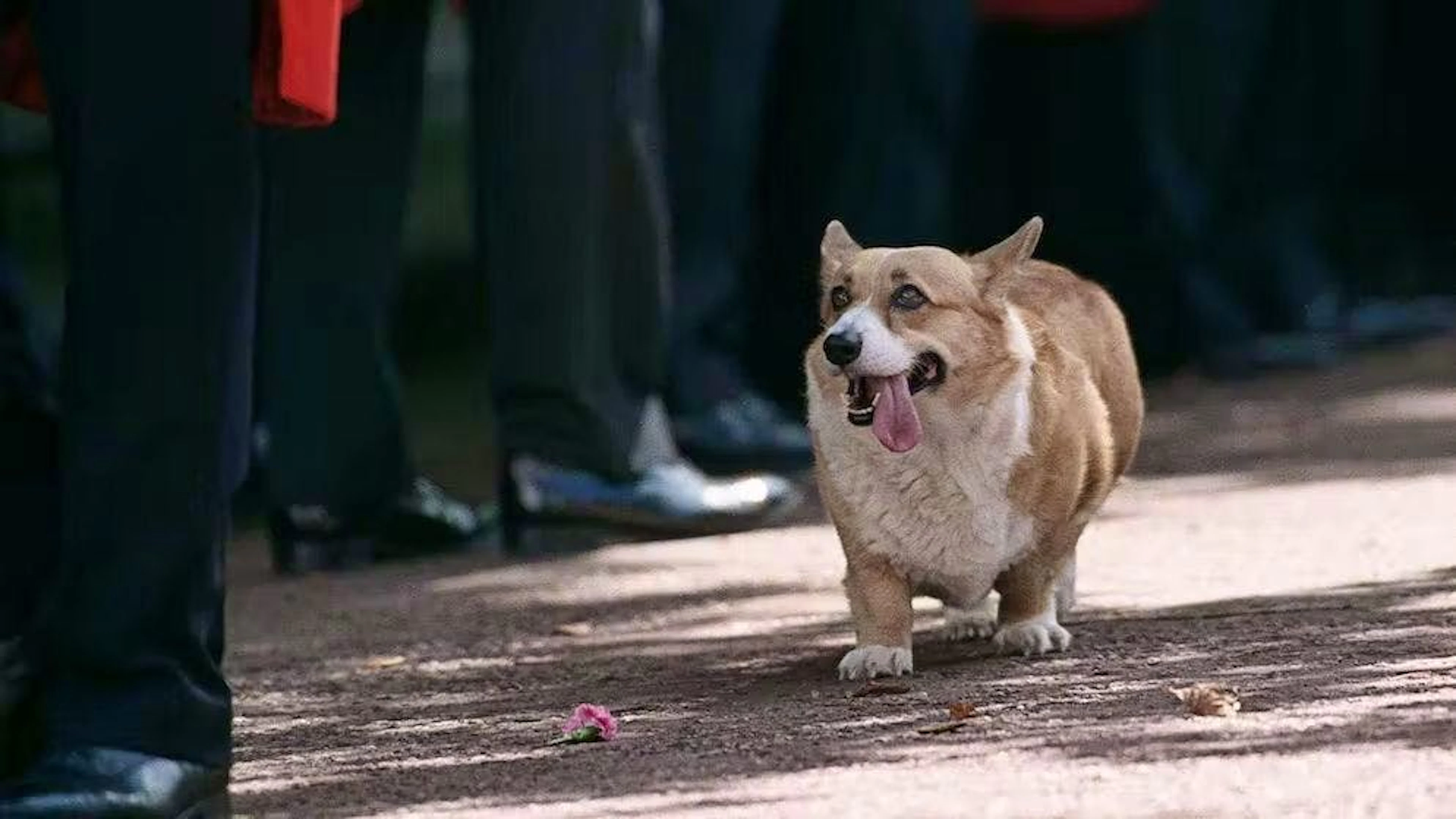 Sarah Ferguson voleva clonare i corgi della regina Elisabetta, ecco perché