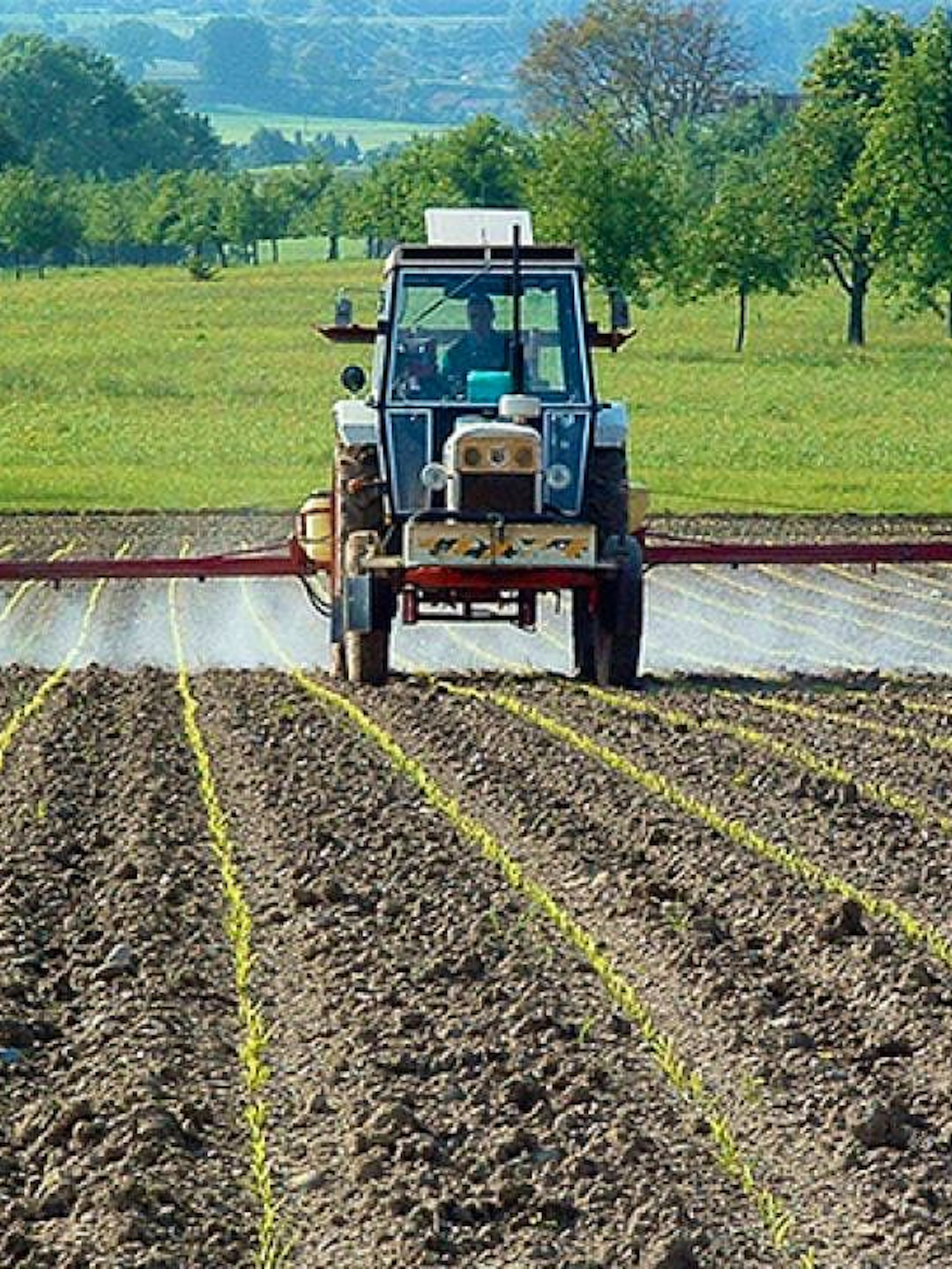 Forschende warnen vor Risiken für die Gehirnentwicklung durch Fungizid
