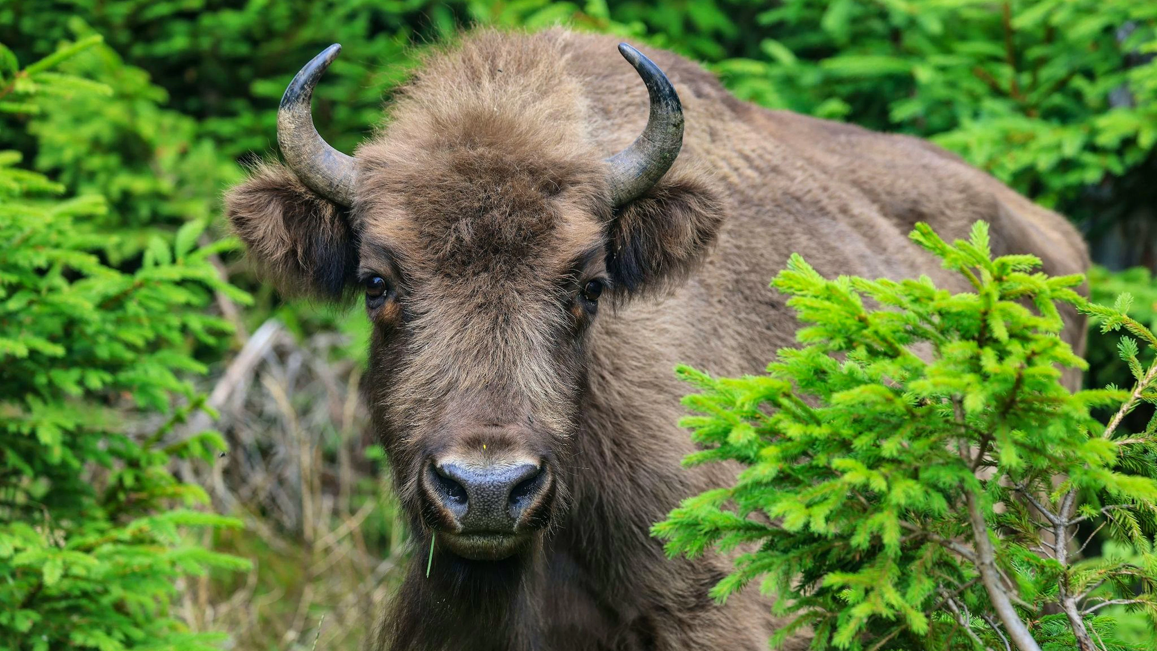 Kann sich der Wisent in Solothurn nach 1000 Jahren wieder durchsetzen? Ein Experiment soll das zeigen.