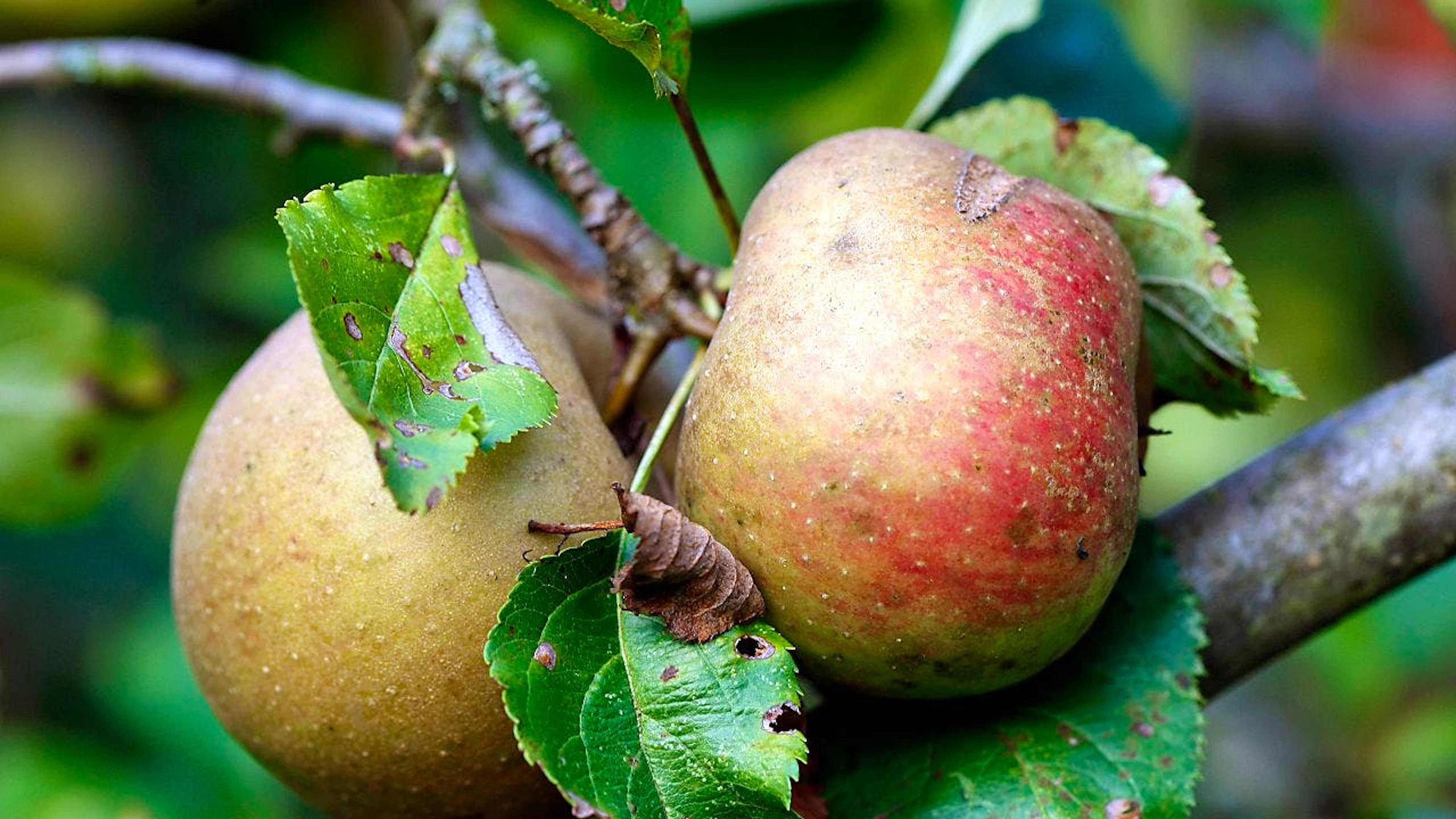 «<em>An Apple a Day keeps the Doctor away</em>» – diesen Spruch darf man natürlich nicht ganz wörtlich nehmen. Dass zu einem gesunden Lebensstil mehr als nur ein Apfel am Tag gehört, ist wohl den meisten klar. «<em>An Apple a Day</em>» ist aber auf jeden Fall ein guter Ansatz, der durch Bewegung und eine allgemein ausgewogene Ernährung ergänzt werden darf.
