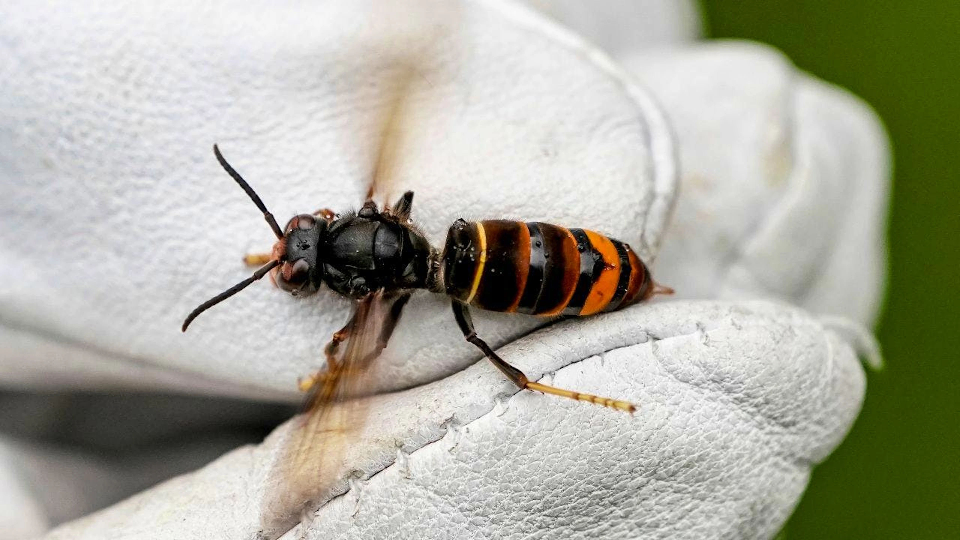 Die Asiatische Hornisse ist ein Bienenschädling, der sich in Europa und inzwischen auch in der Schweiz rasch ausbreitet