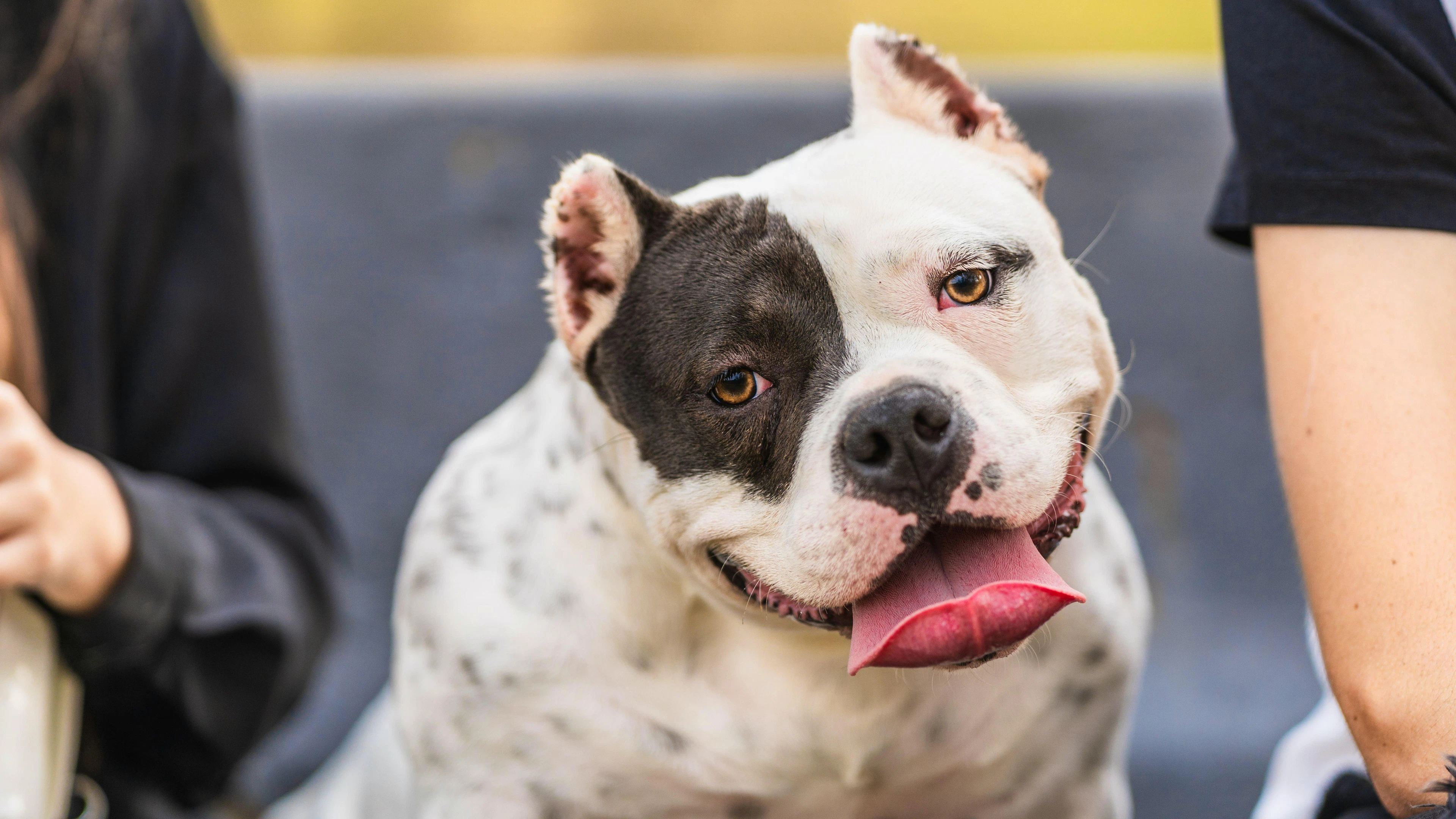 Der American XL Bully ist aus der Kreuzung von American Staffordshire Terrier und American Pit Bull Terrier entstanden.
