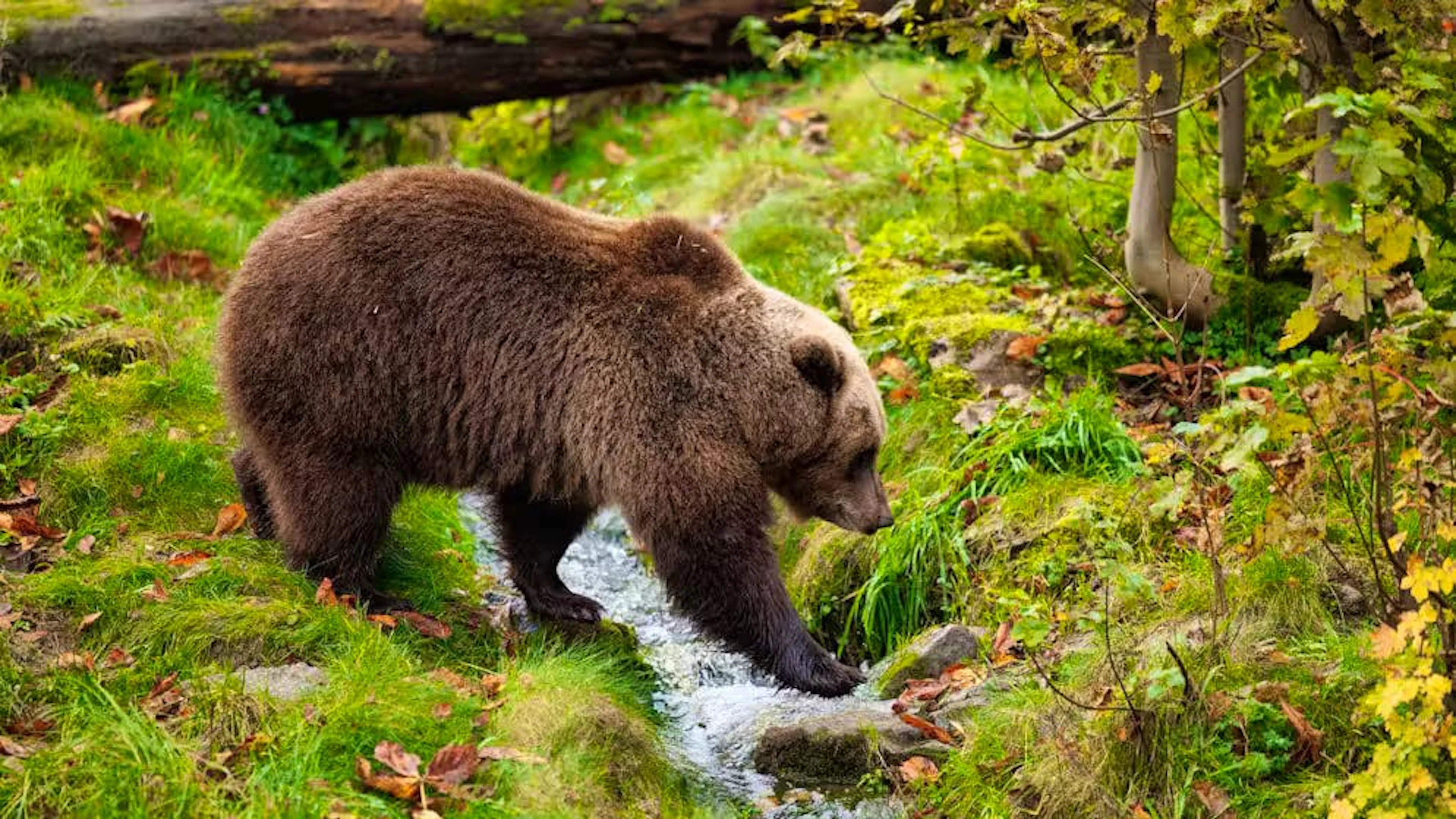 Un ours brun s'est attaqué aux habitants d'un village slovaque. (image d'illustration)