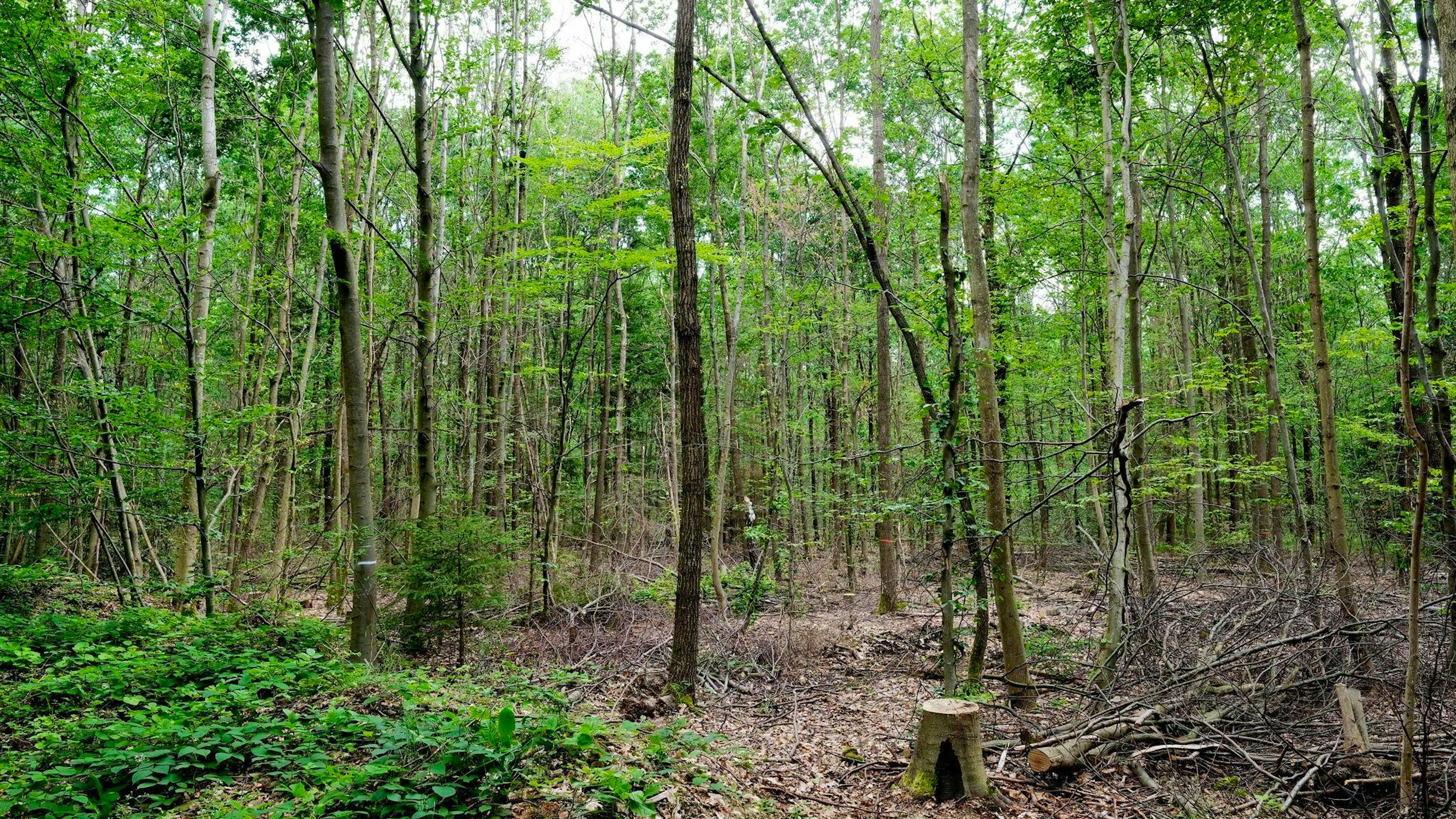 Dürfen Kinder isoliert im Wald aufwachsen? Diese Frage wird in Italien heiss diskutiert.
