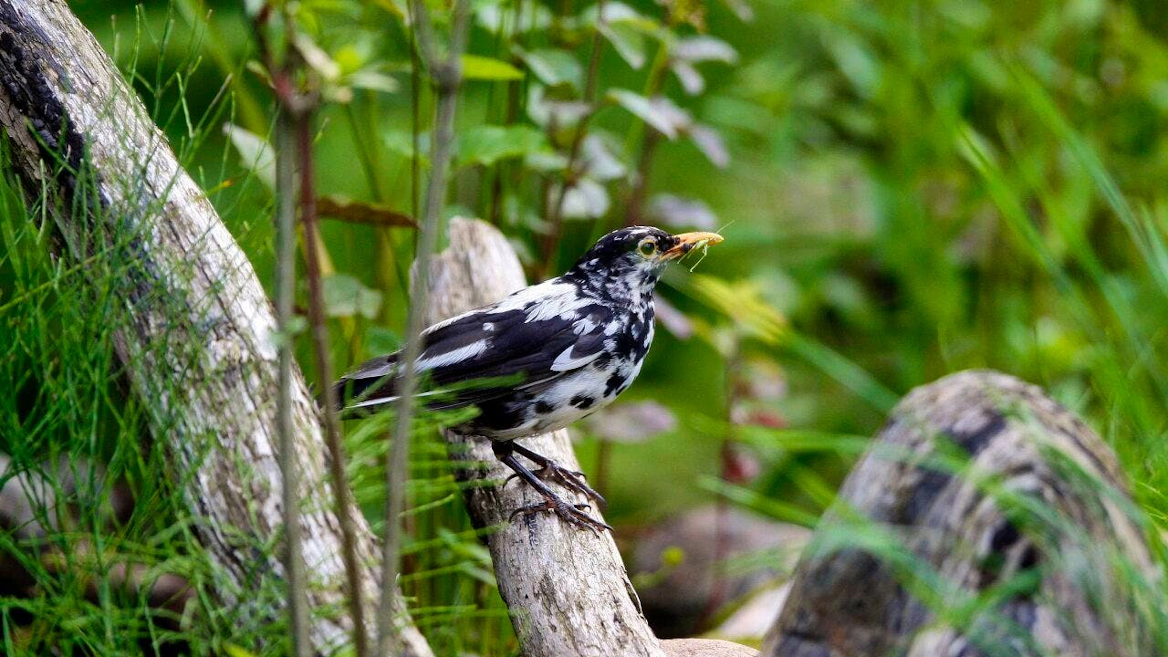Vögel mit weissen Flecken sind eine Laune der Natur. Farbanomalien kommen weltweit und bei vielen Vogelarten vor, vor allem die schwarz gefärbten Arten fallen auf. (Archivbild)