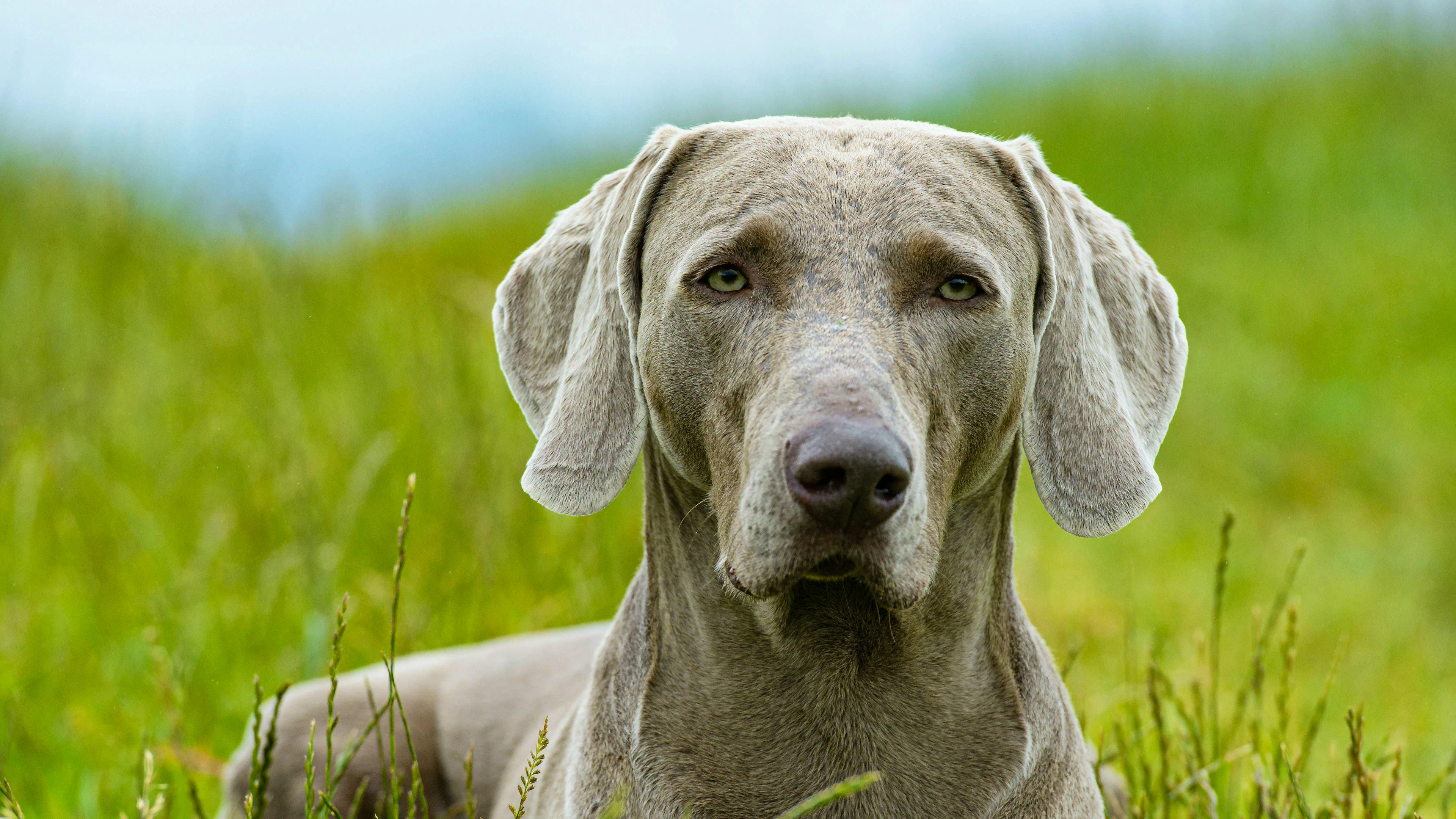 Ein Weimaraner Rüde: Um einen solchen Hund drehte sich der Streit in den vergangenen 10 Jahren.