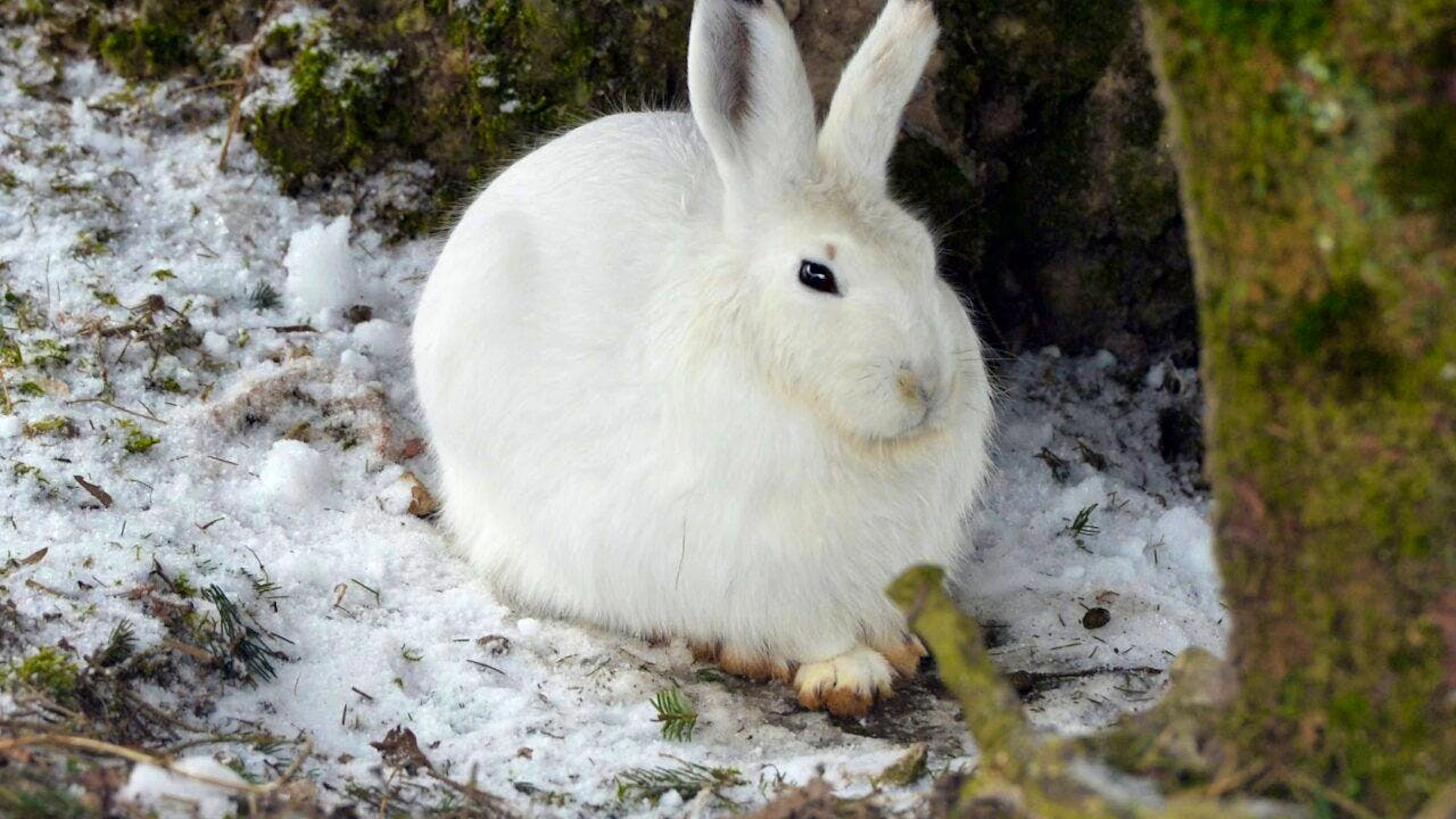 Ein Schneehase im Tierpark Goldau. (Archivbild)