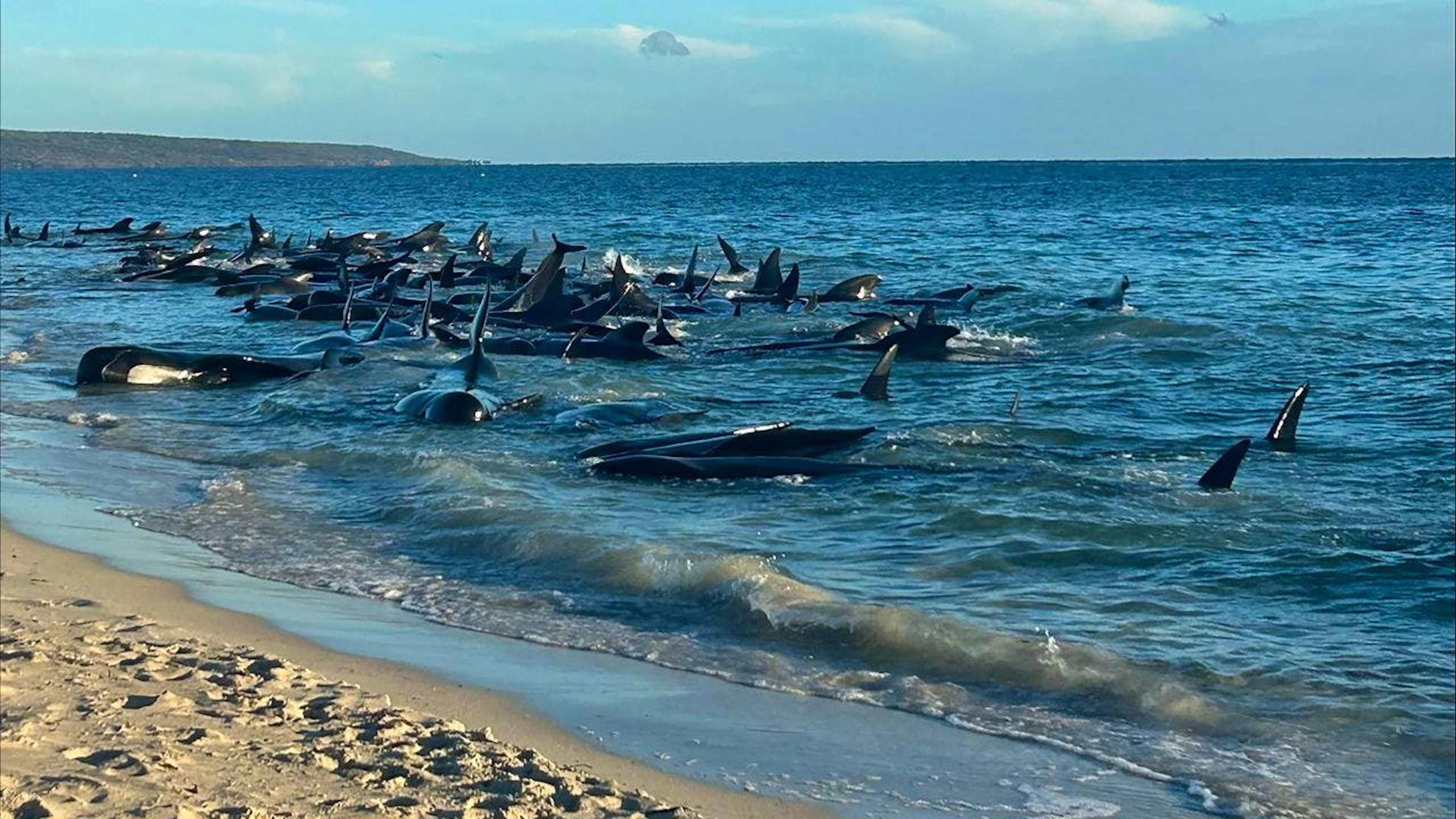 Massenstrandung von Grindwalen in Westaustralien: 100 Tiere konnten gerettet werden.