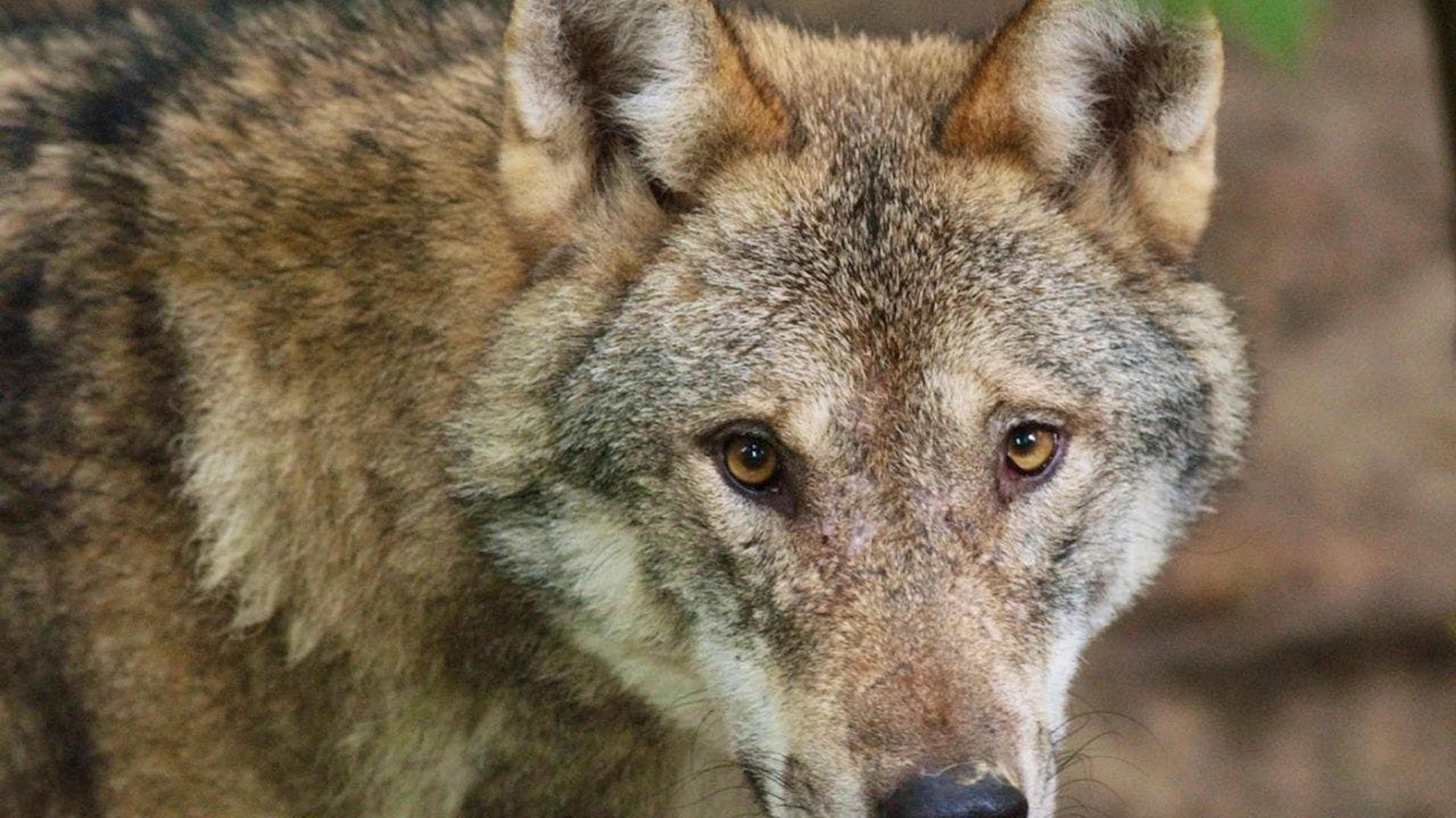 Quattro prede su cinque sono animali selvatici.
