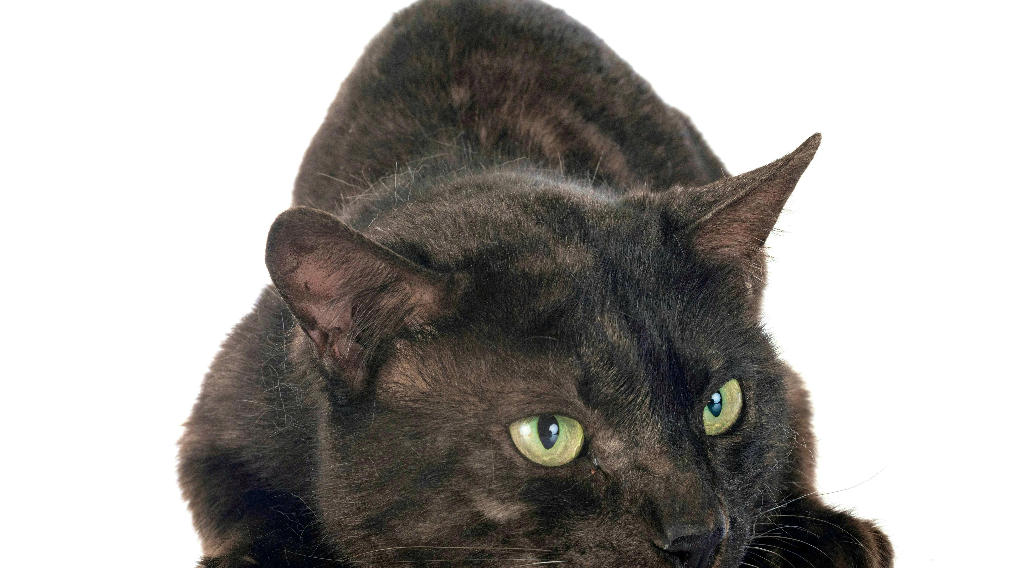Animali ricercati: un gatto nero del Bengala.