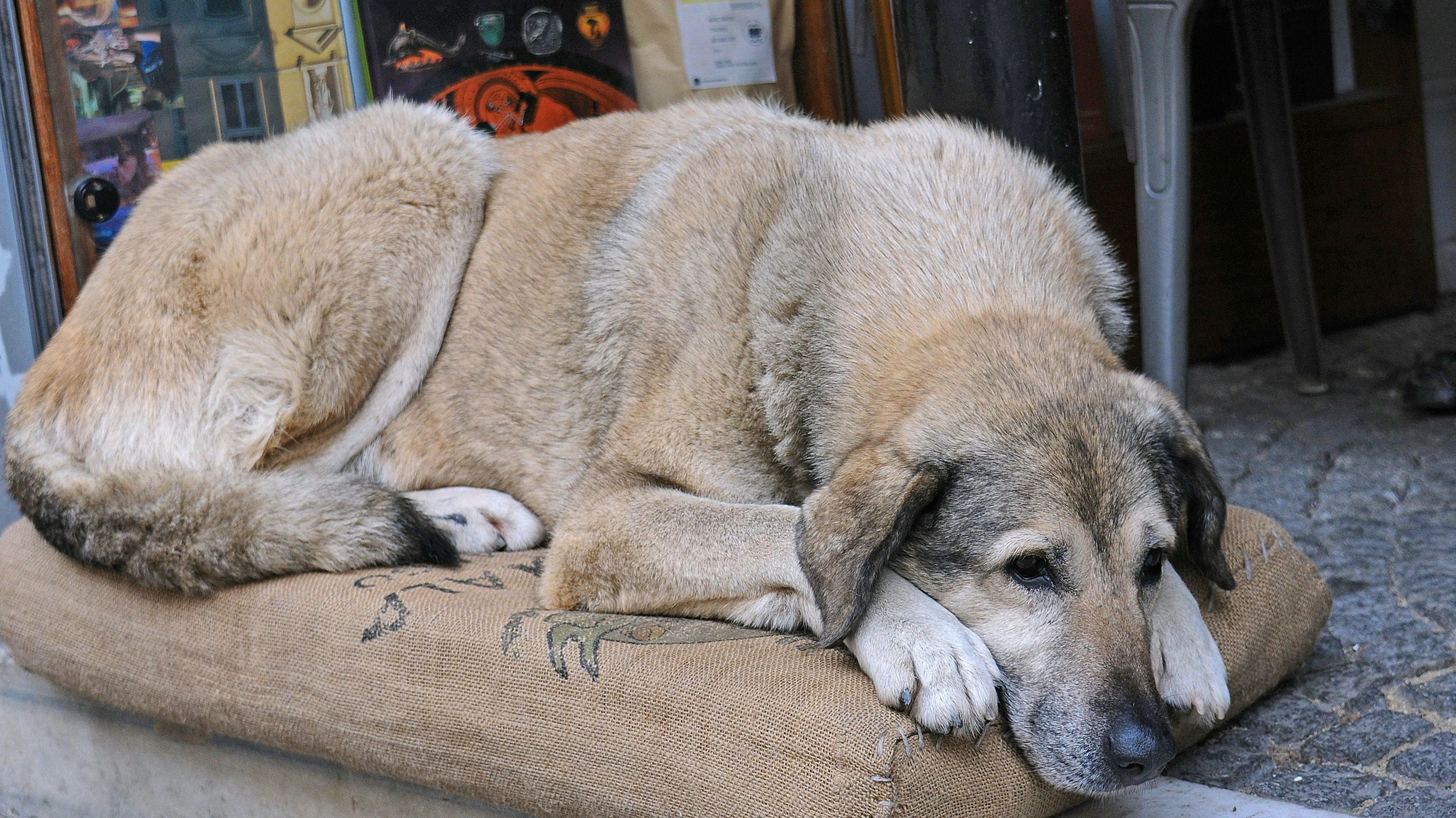 Streunende Hunde kommen in Marokko häufig vor.