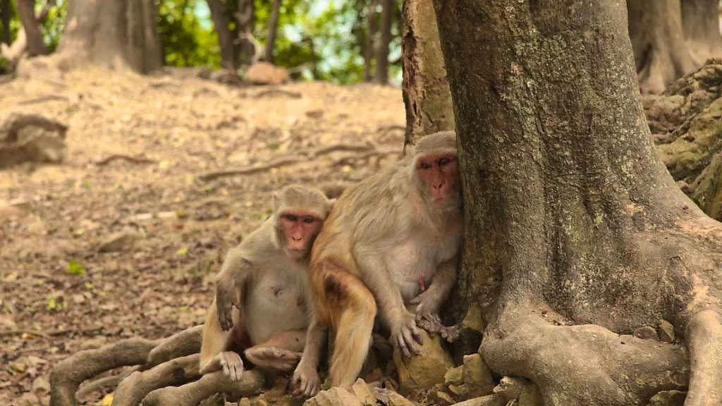 Monkeys on an island have become more peaceful after a hurricane