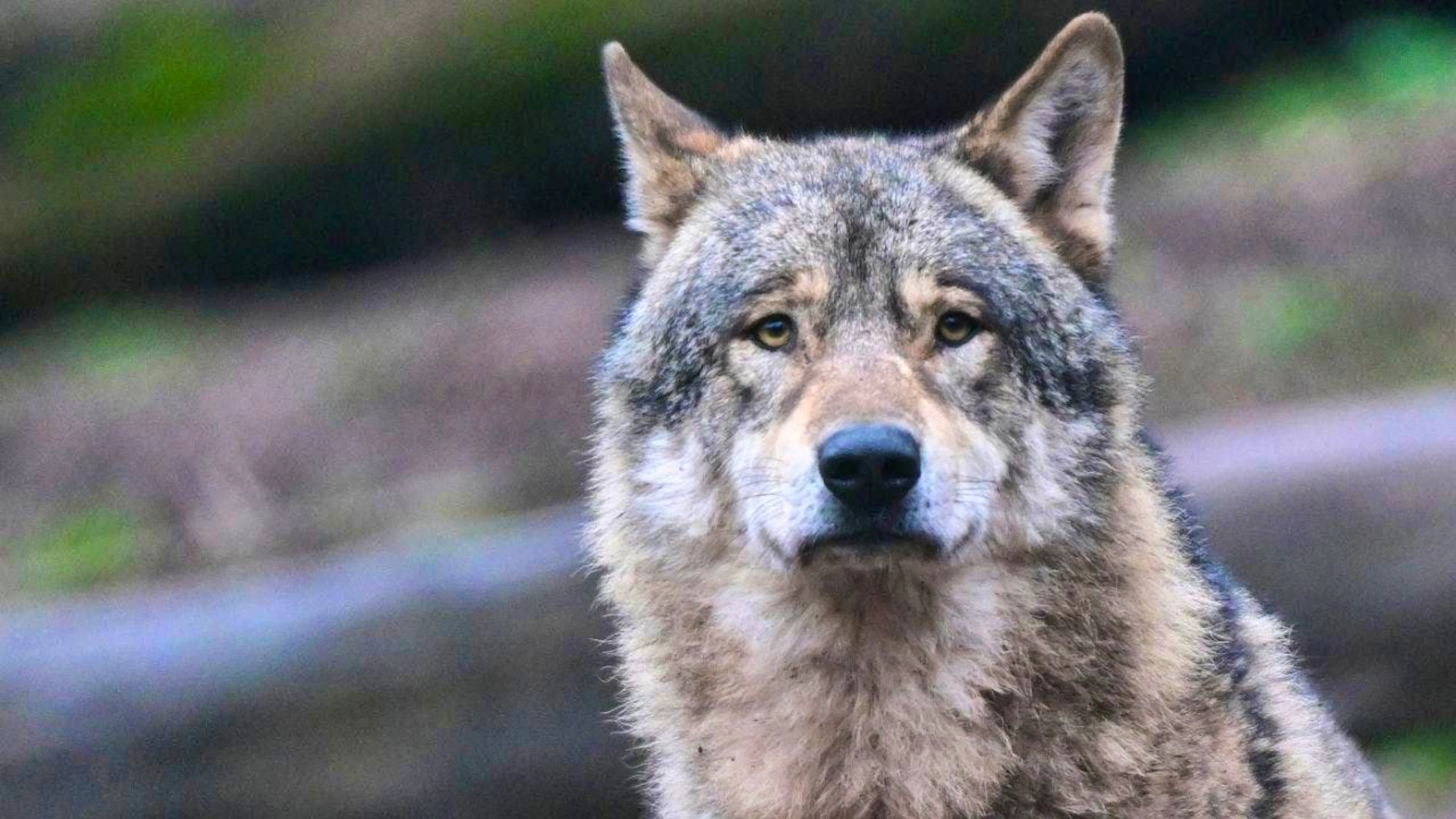 The cantonal government of Uri has released a lone wolf in Realp for shooting. (symbolic image)