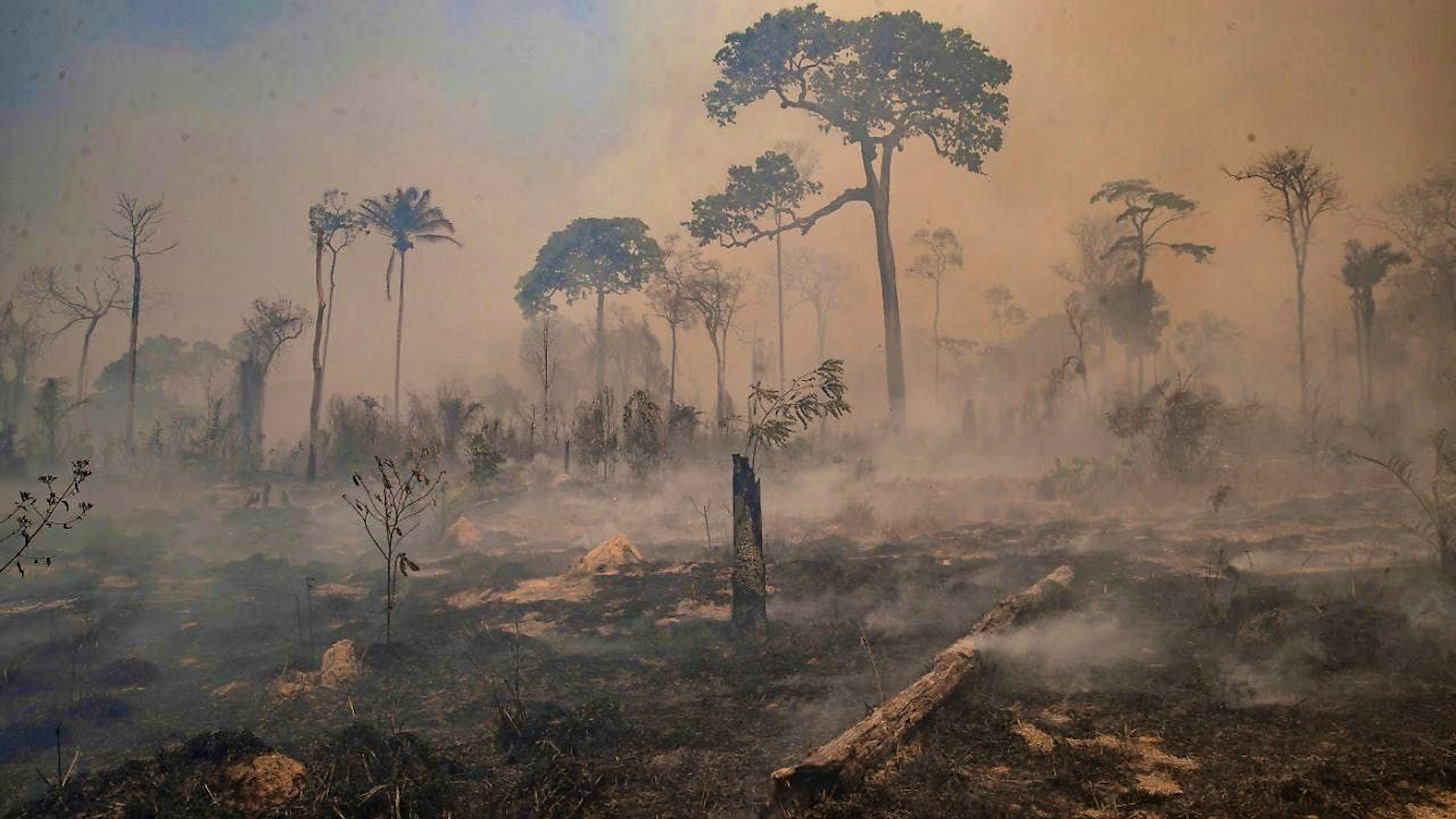 According to experts, the increase in forest fires in the Amazon region is a consequence of the massive drought in the Amazon rainforest. (archive picture)