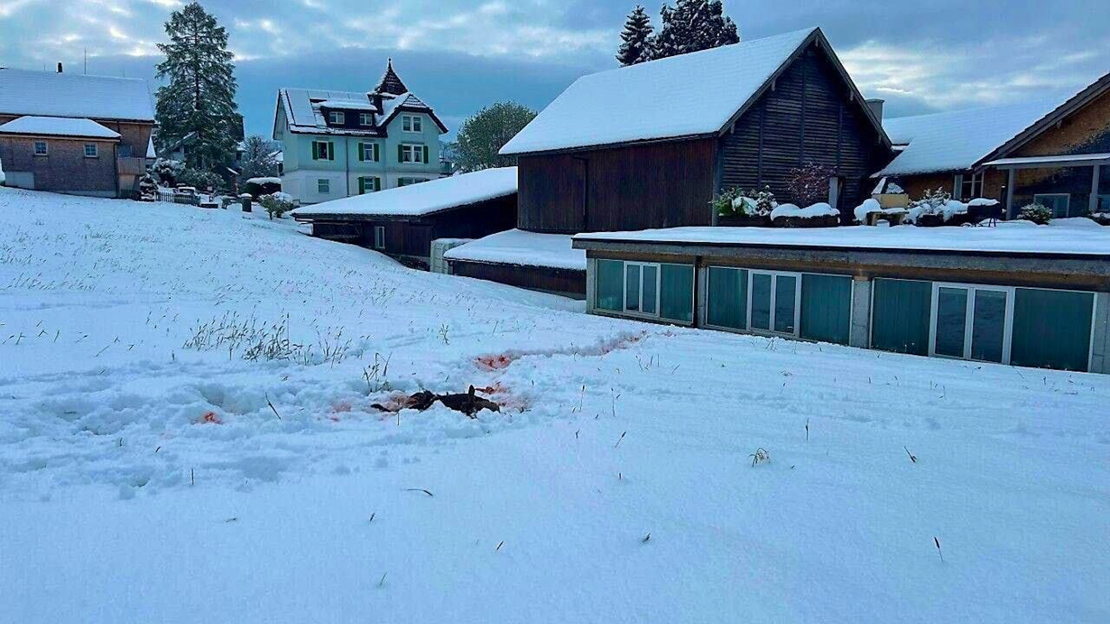 In April, a deer was killed close to a building in Teufen. Only analyses will show whether it was the same wolf that killed a sheep in Gais.