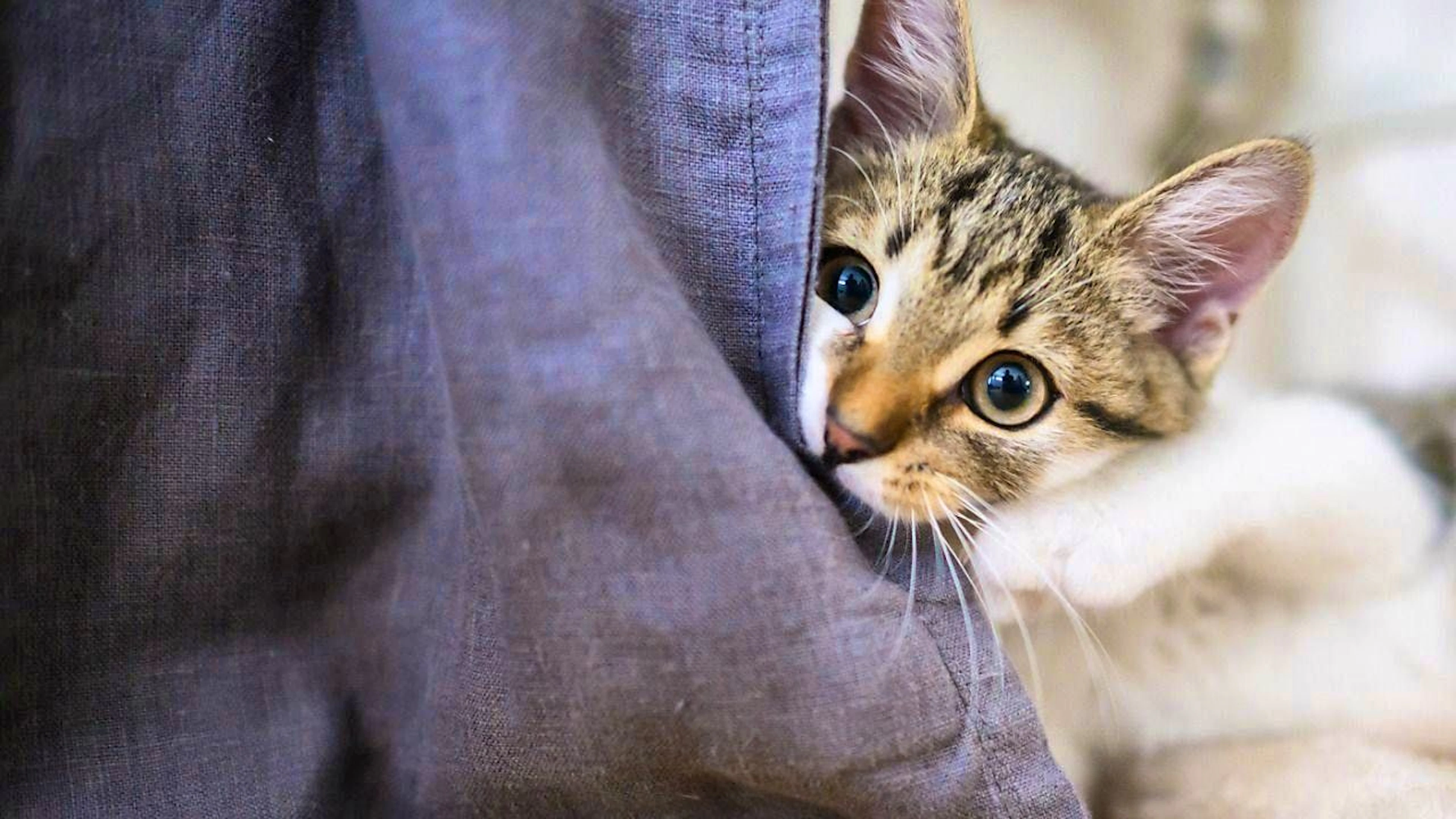 If a cat is very playful, it is highly likely that it will also take this out on furniture. (archive picture)