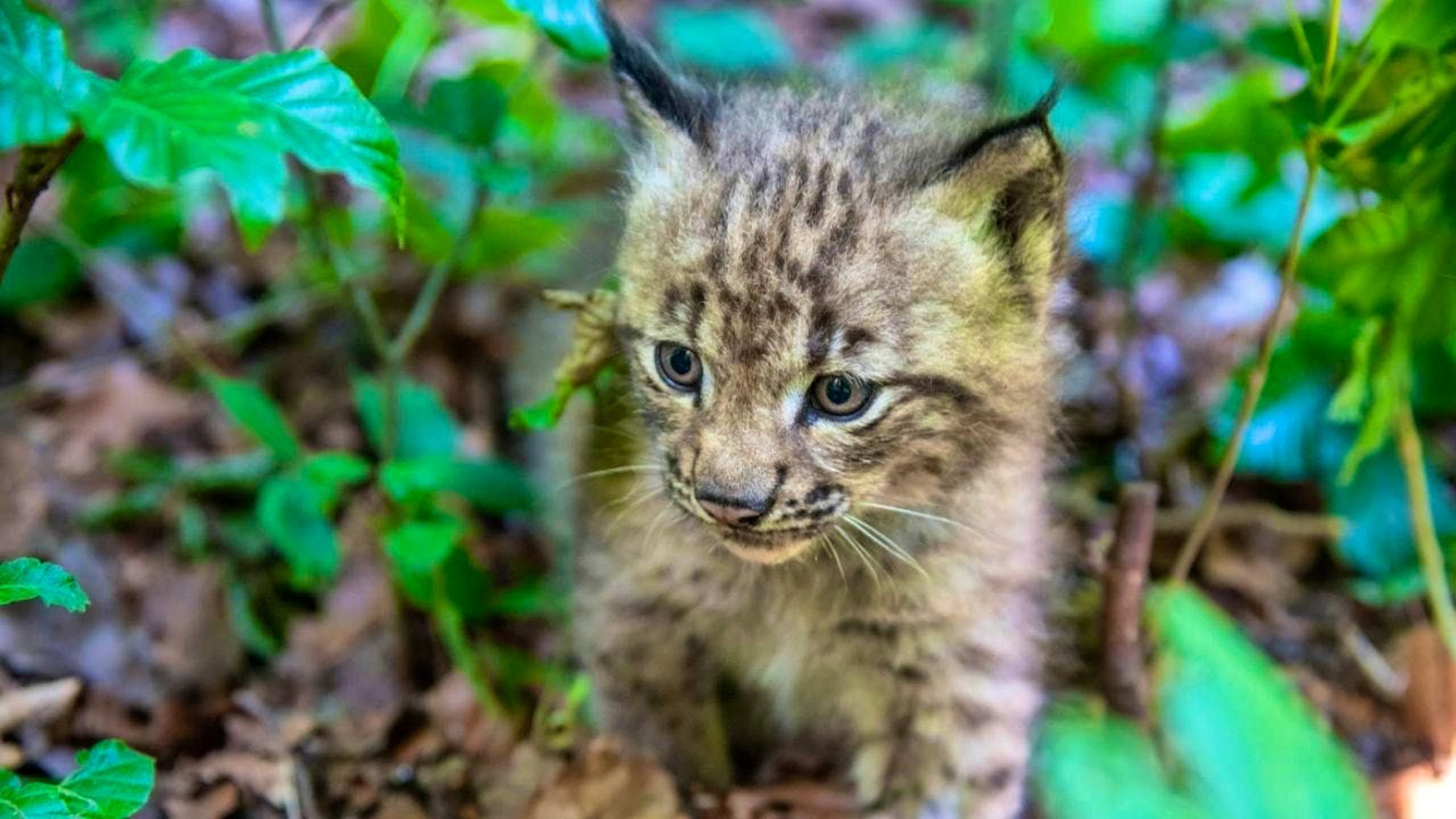 Bern Zoo has welcomed its first lynx cub in 14 years.