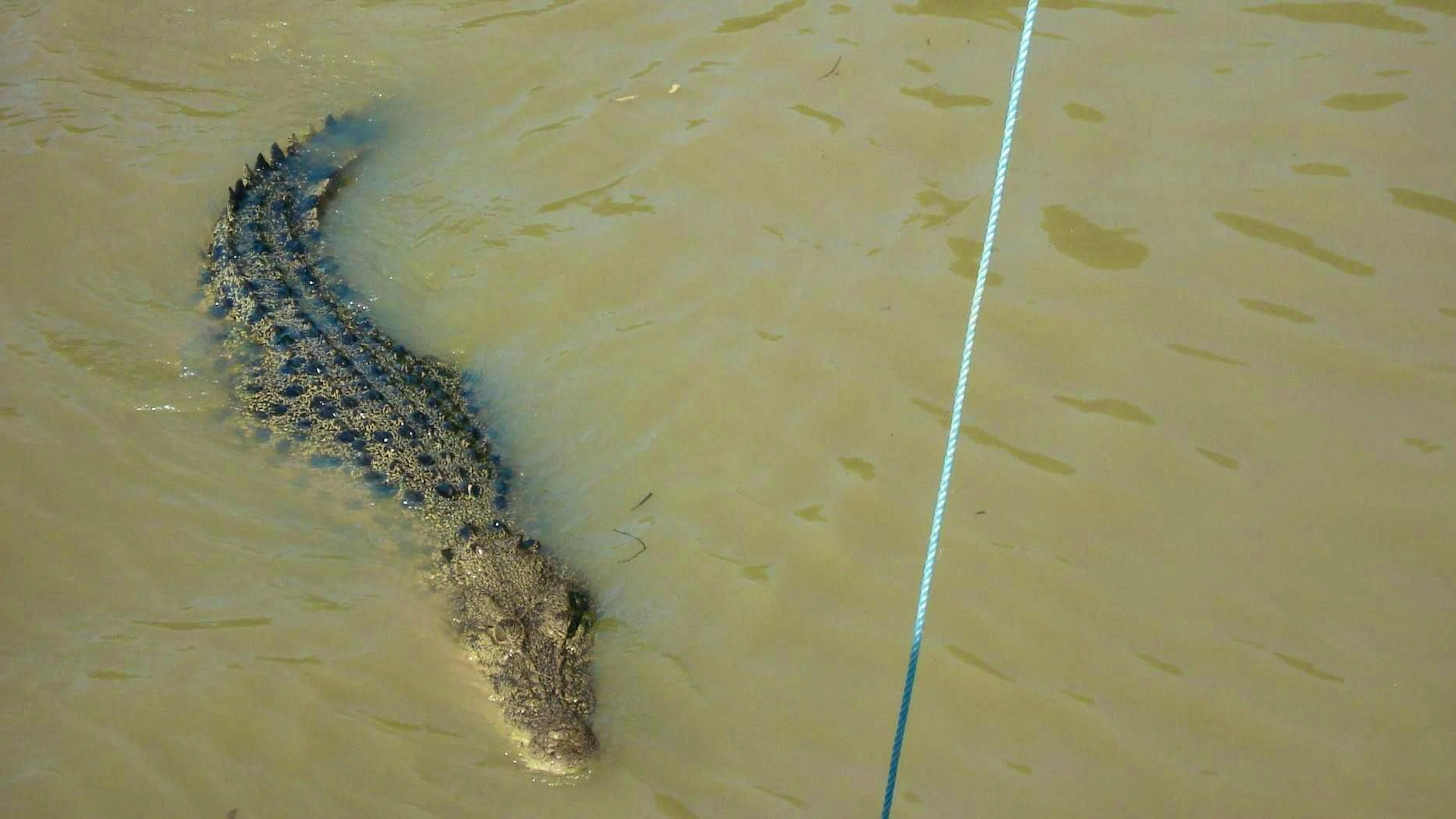 Many rivers in northern Australia are full of crocodiles. (Archive picture).