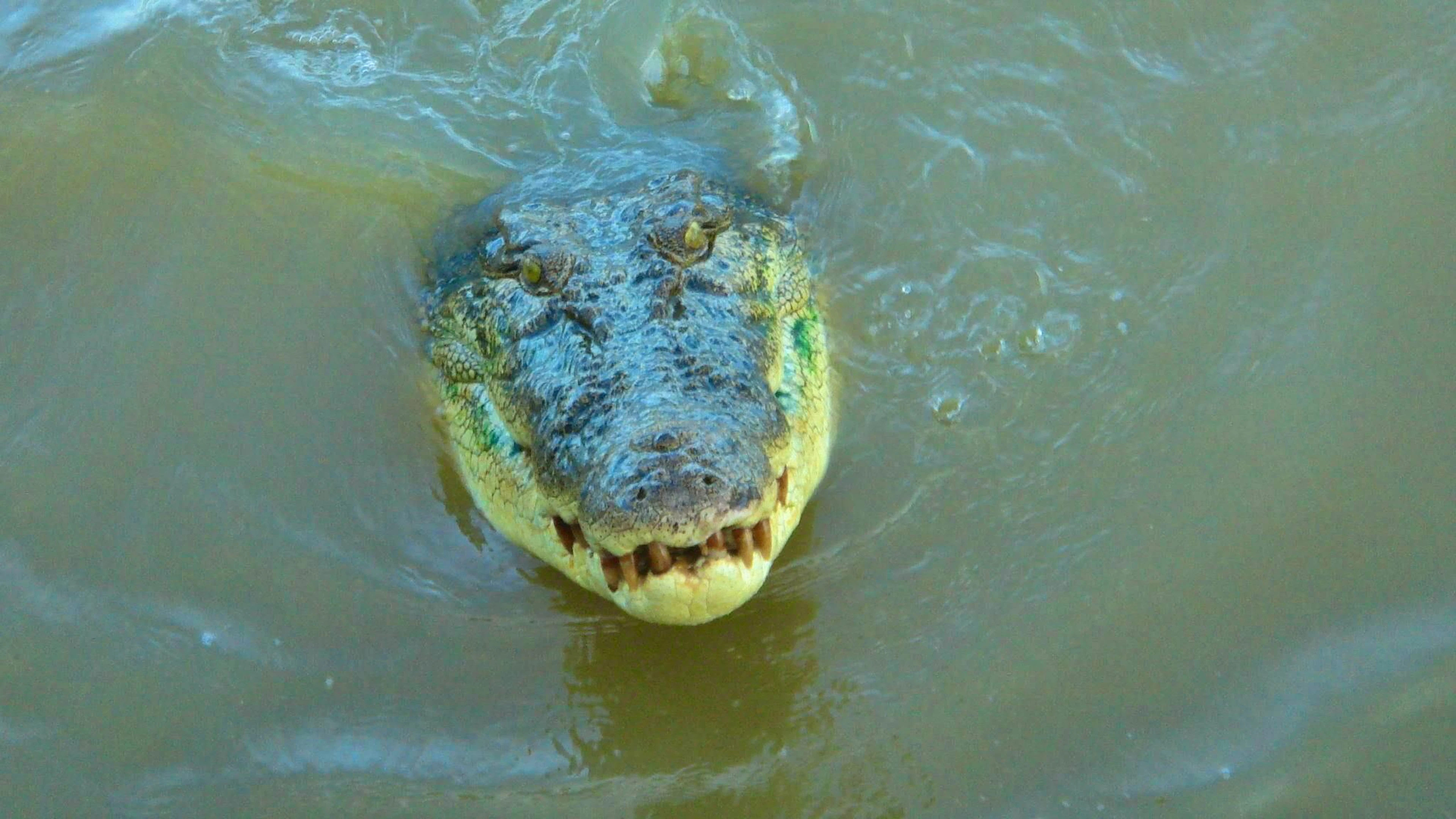 Saltwater crocodiles are considered extremely aggressive. (archive picture)