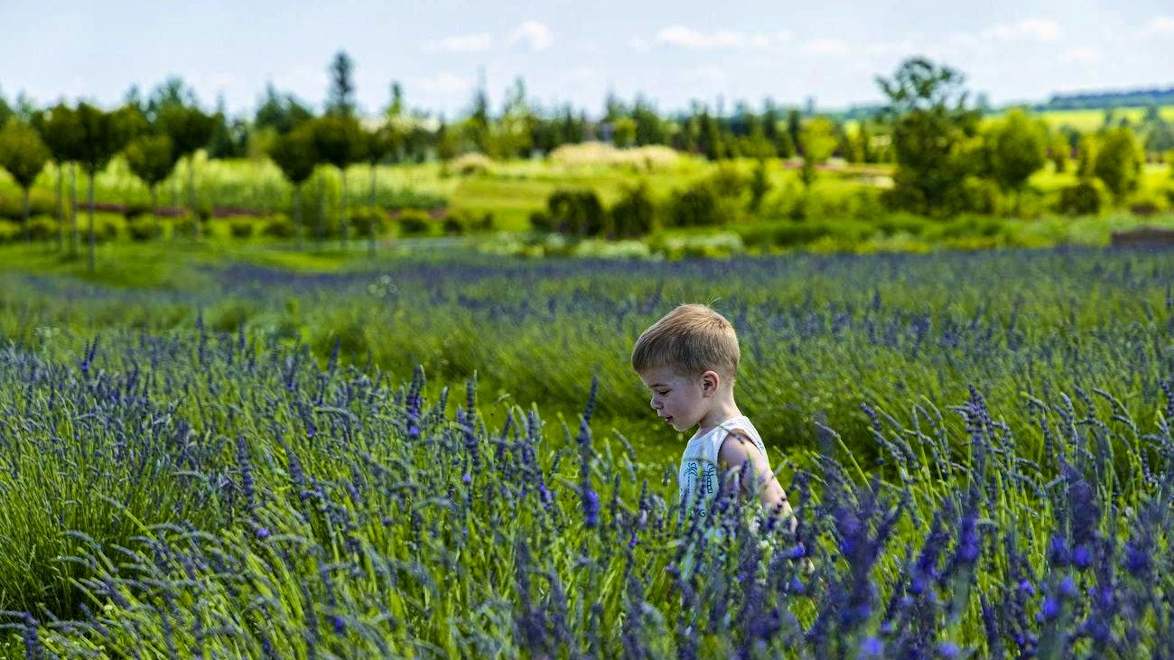 A boy runs through a field of lavender in Dobro Park.