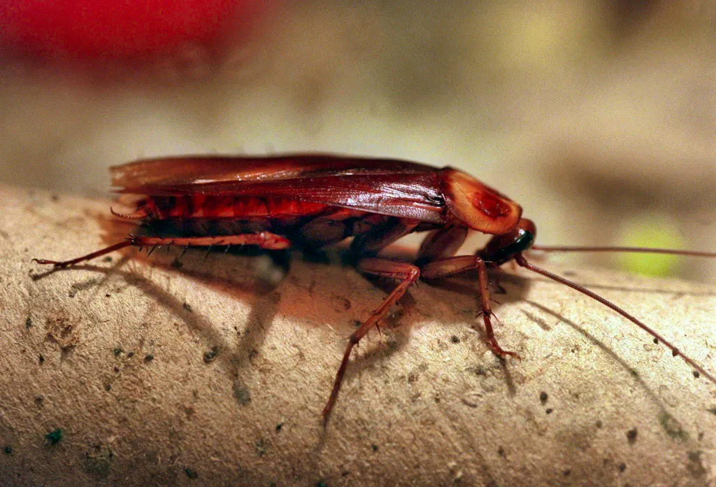 Mallorca fights against mutated cockroaches