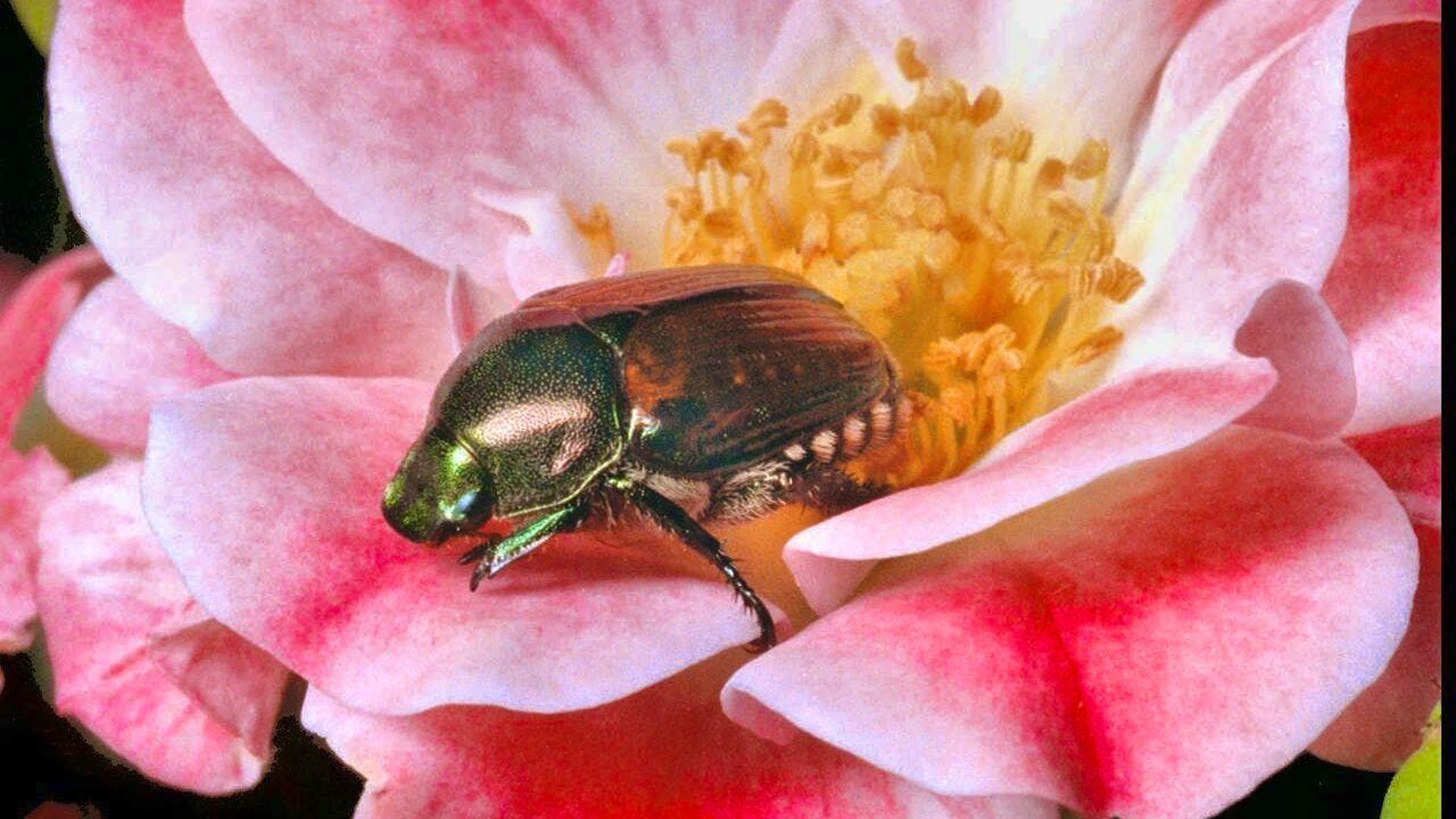 The Japanese beetle can be recognized by the white tufts of hair on its abdomen. (archive picture)