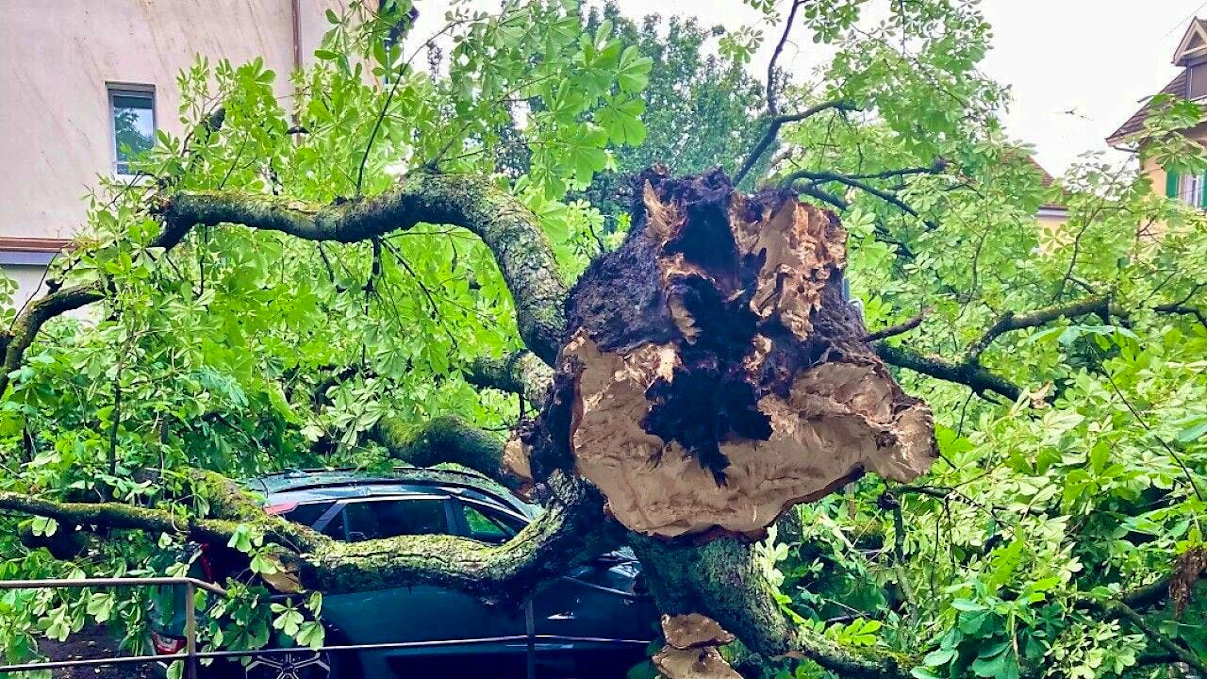 A horse chestnut tree planted in 1906 fell over at the edge of a school playground in Winterthur.